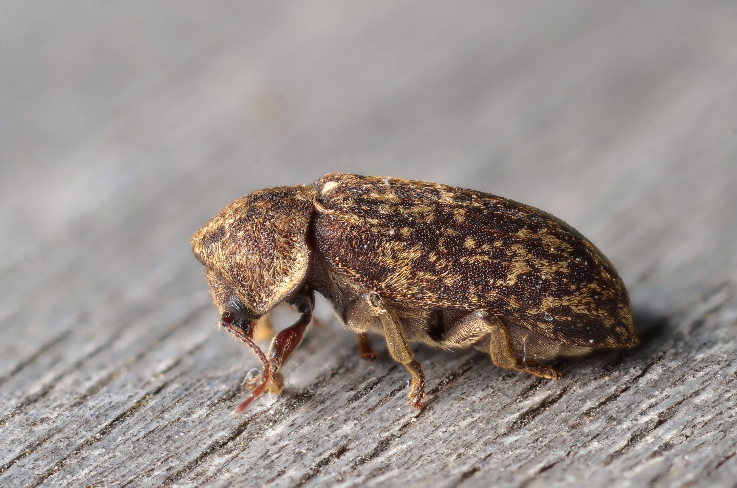 Anobiid Beetles: The Clockwork Destroyers (image credits: wikimedia)