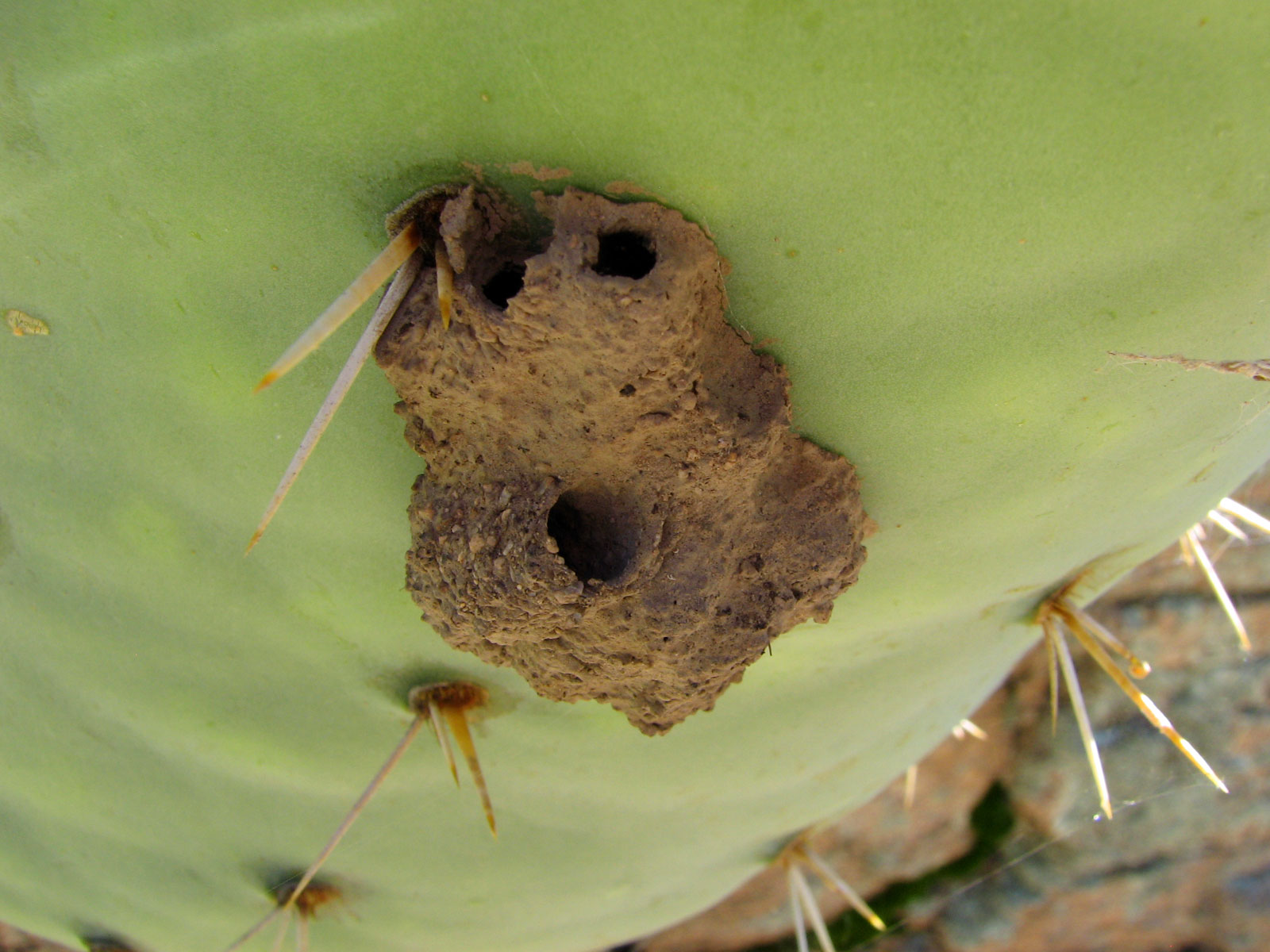 The Great Deception: Why Insect Nests Mimic Mold (image credits: Mud Dauber Nest, CC BY 2.0, https://commons.wikimedia.org/w/index.php?curid=49986757)