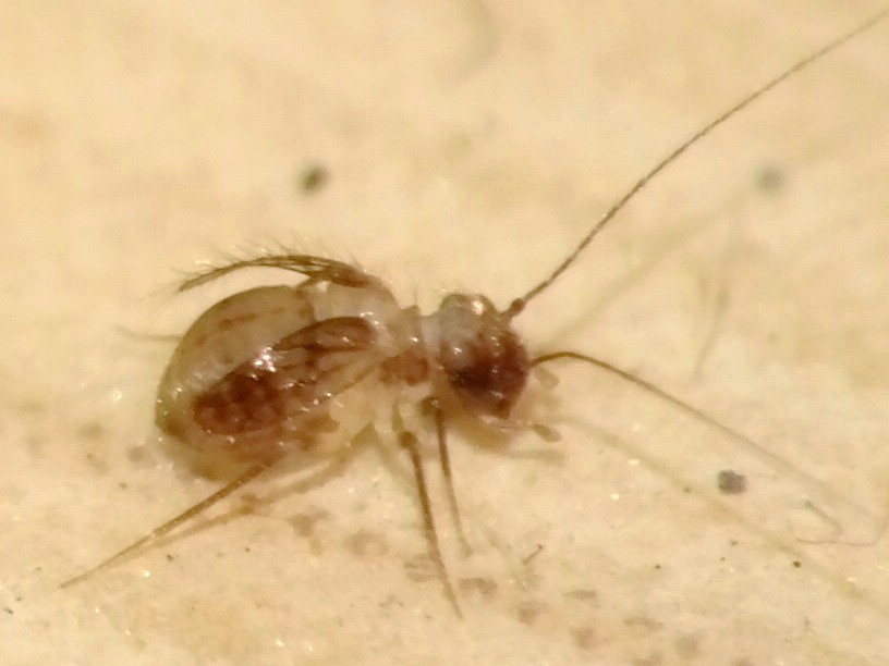 The Fascinating Adaptations of Furniture-Dwelling Insects (image credits: flickr)