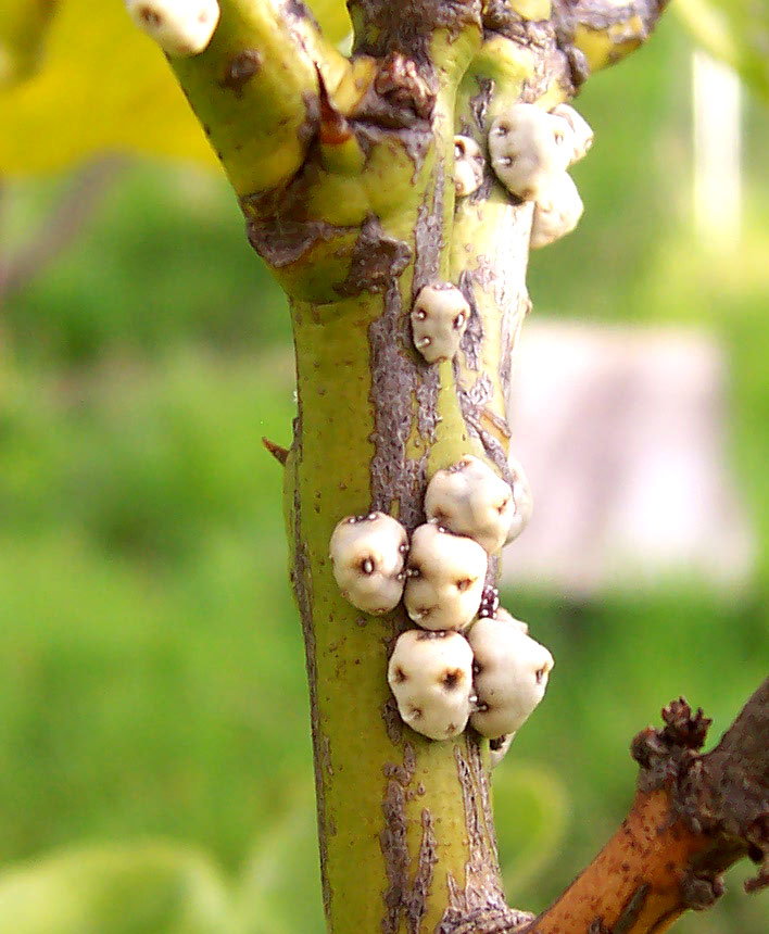 Scale Insects: The Masters of Disguise (image credits: en.wikipedia, CC BY-SA 3.0, https://commons.wikimedia.org/w/index.php?curid=1456978)