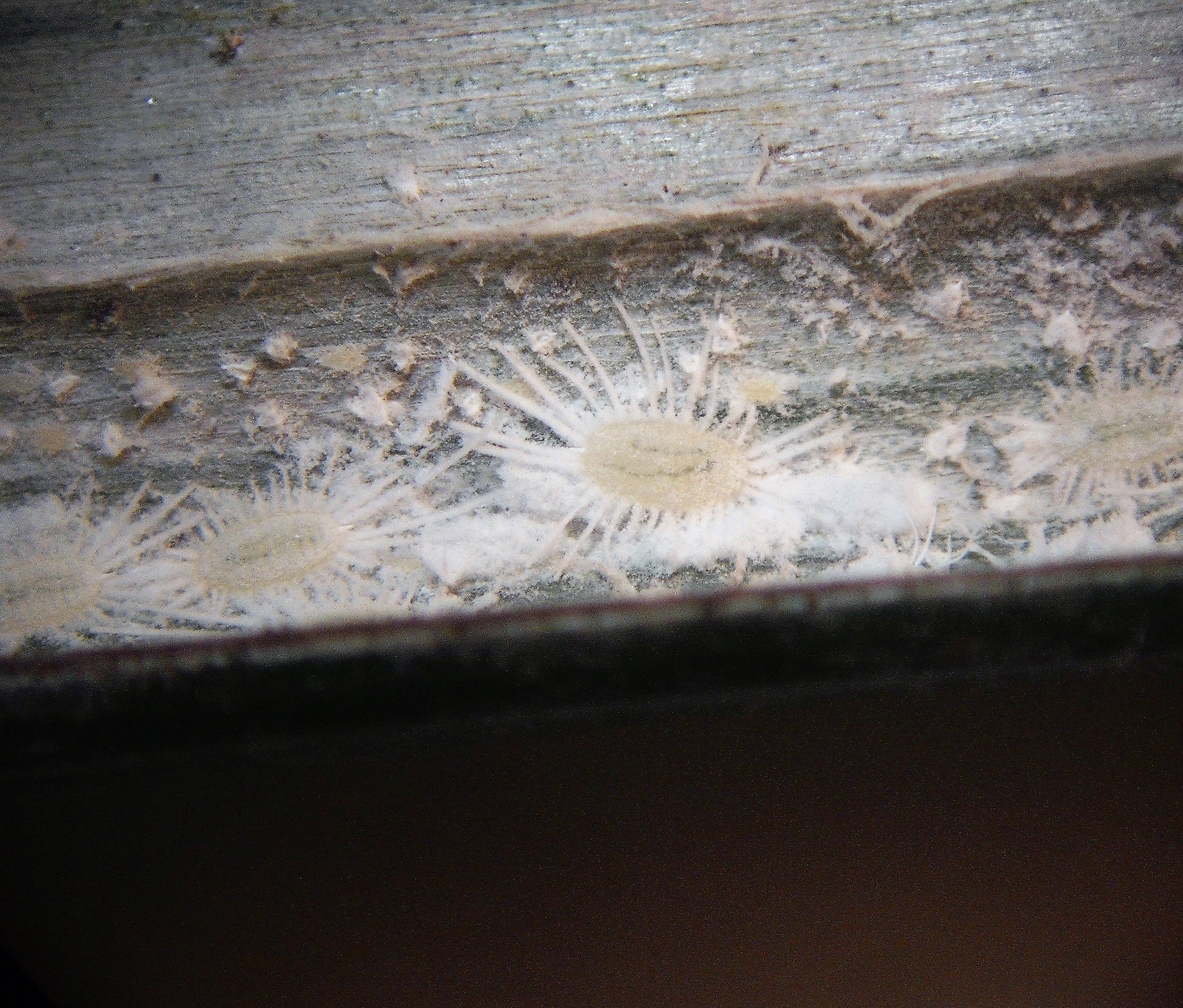 Mealybugs: Nature's Cotton Candy Colonies (image credits: By ThorpeStephen, CC BY-SA 4.0, https://commons.wikimedia.org/w/index.php?curid=74498165)