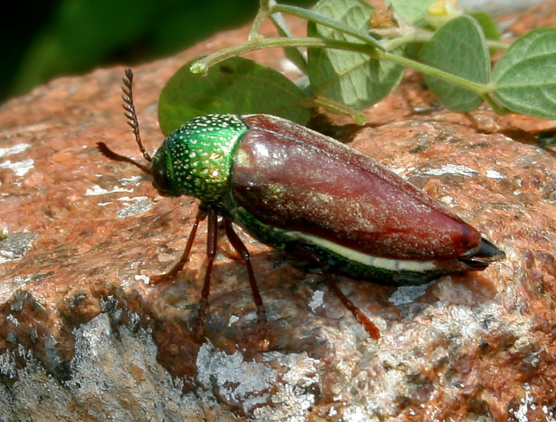 Insects That Live in Old Furniture (Even Antiques!)