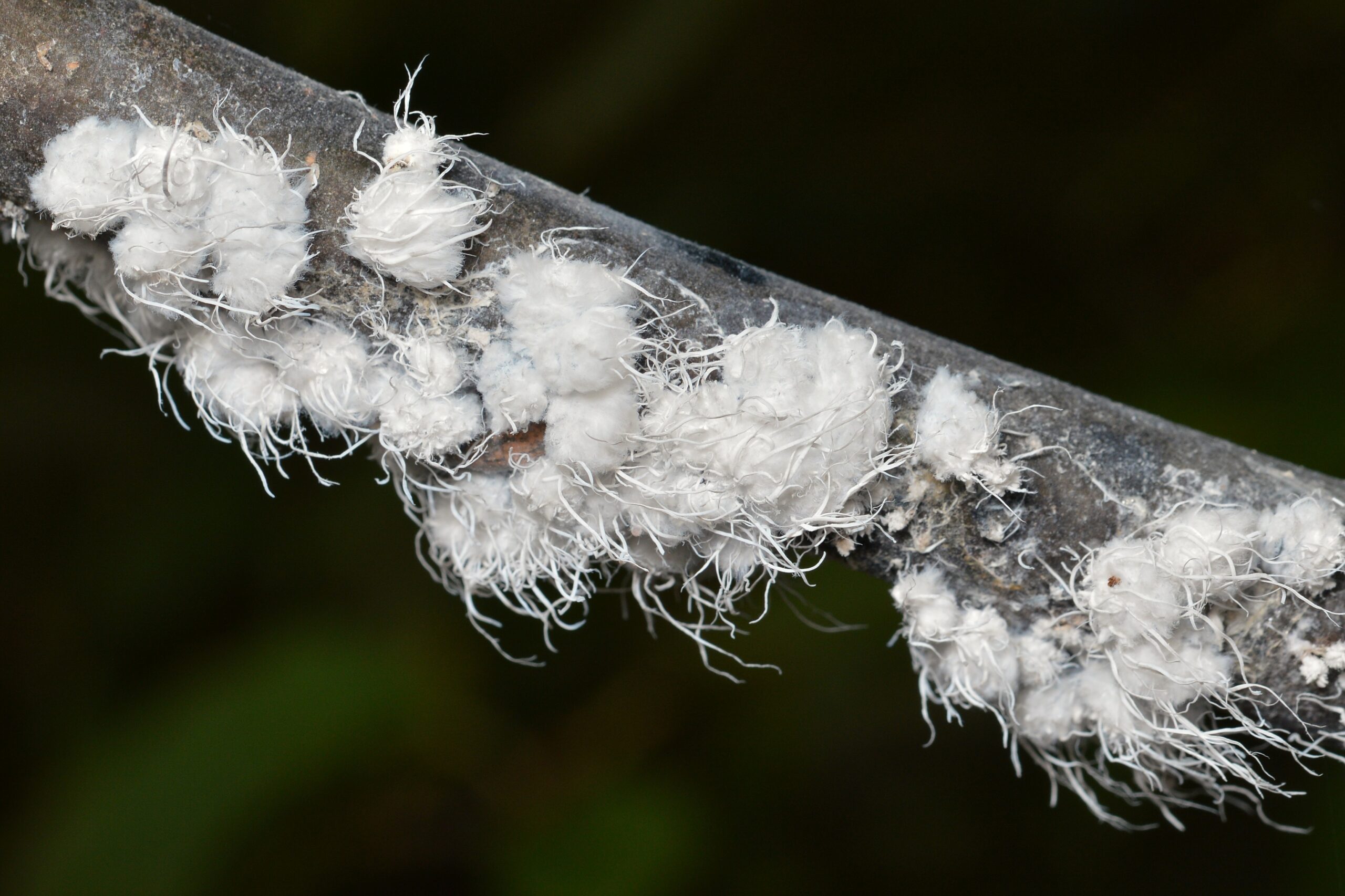 Woolly Aphids: The Fuzzy Imposters (image credits: By Ryan Hodnett, CC BY-SA 4.0, https://commons.wikimedia.org/w/index.php?curid=91432577)