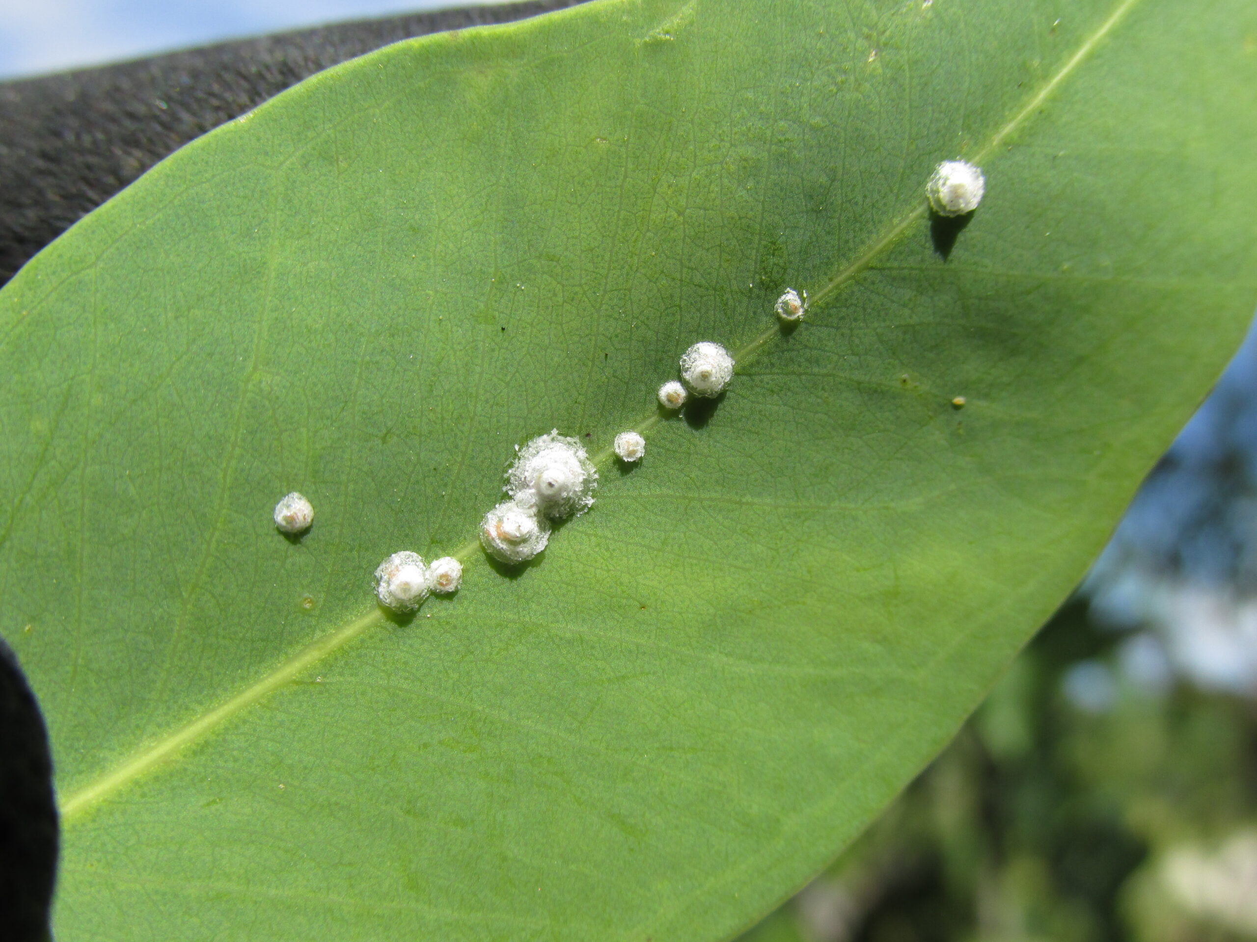 Psyllids: The Lerp Makers (image credits: starr-151019-2670-Eucalyptus_camaldulensis-leaves_with_red_gum_lerp_psyllid_Glycaspis_brimblecombei-Pukalani-Maui, CC BY 3.0 us, https://commons.wikimedia.org/w/index.php?curid=71972030)