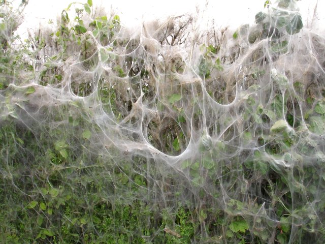Tent Caterpillars: Silken Fortresses (image credits: From geograph.org.uk, CC BY-SA 2.0, https://commons.wikimedia.org/w/index.php?curid=9297440)