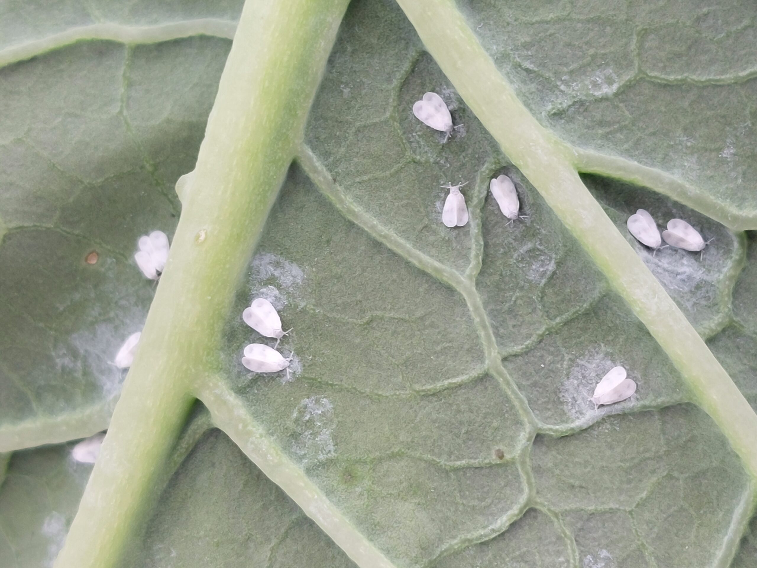 White Flies: The Powder Patrol (image credits: wikimedia)