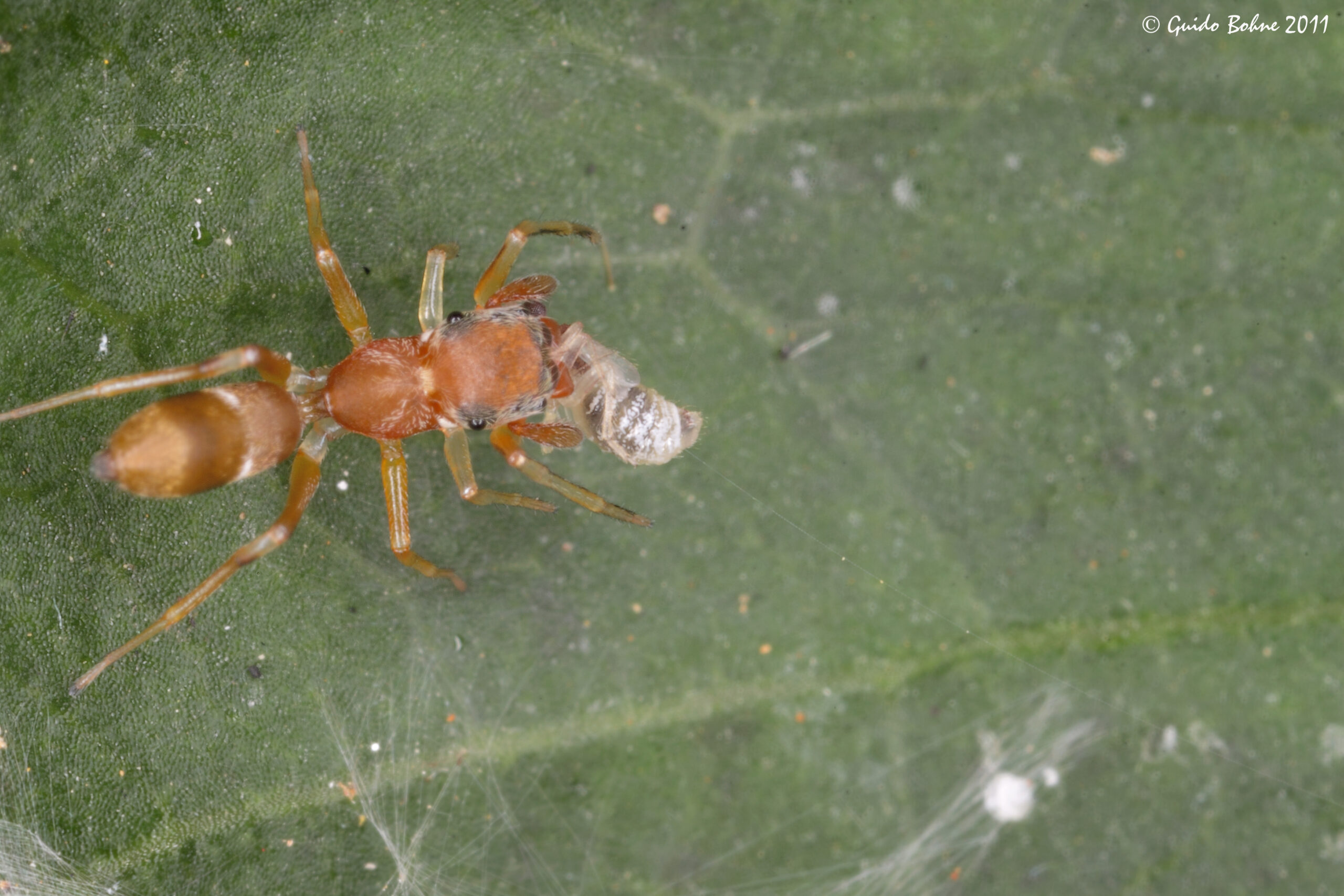 Bark Lice: The Silk Spinners (image credits: Salticids prey: a nymph of a follicole Psocoptera, CC BY-SA 2.0, https://commons.wikimedia.org/w/index.php?curid=38665586)