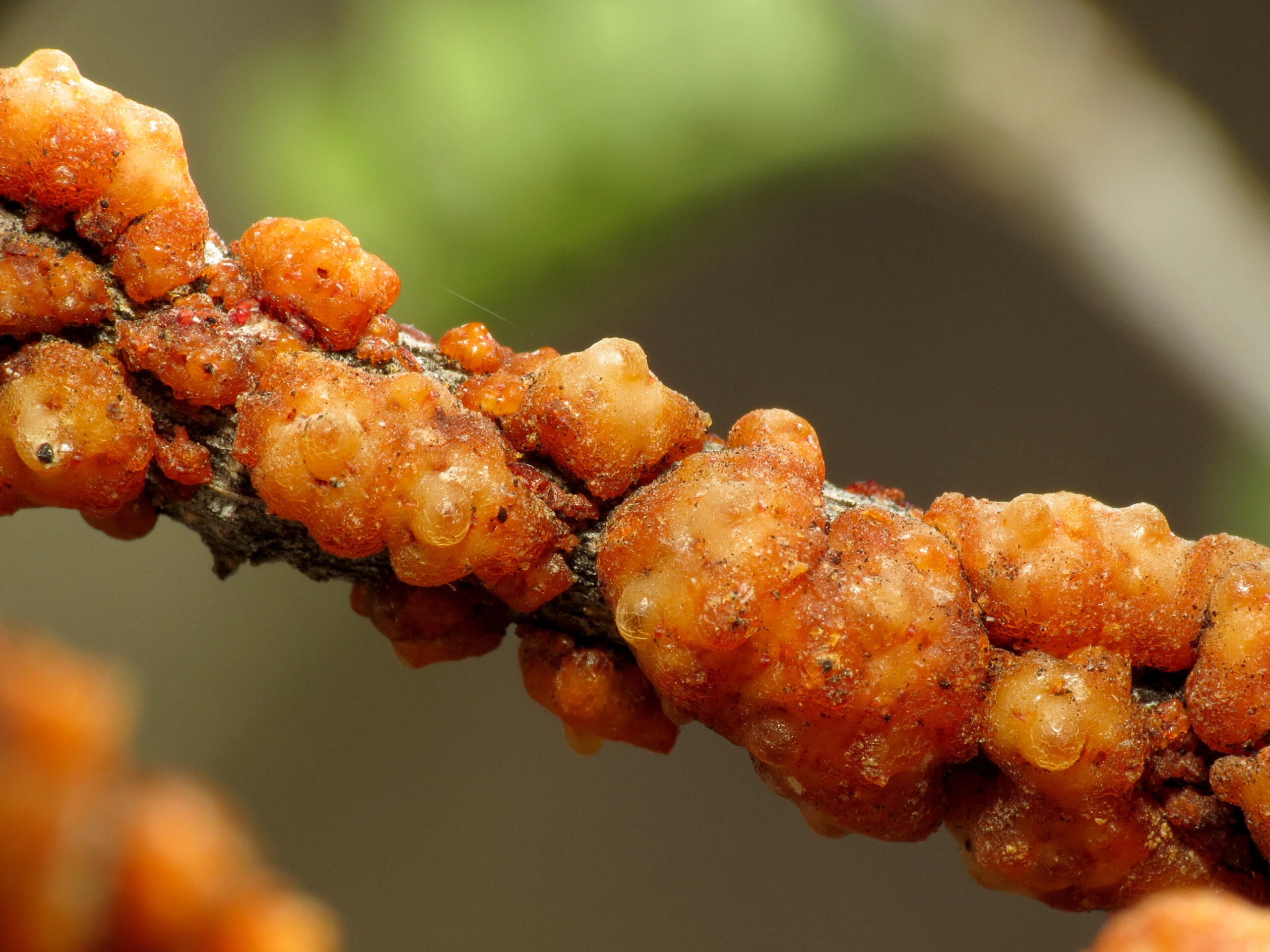 Lac Insects: The Resin Producers (image credits: Lac Insects on a Babybonnet Branch, CC BY 2.0, https://commons.wikimedia.org/w/index.php?curid=49938484)