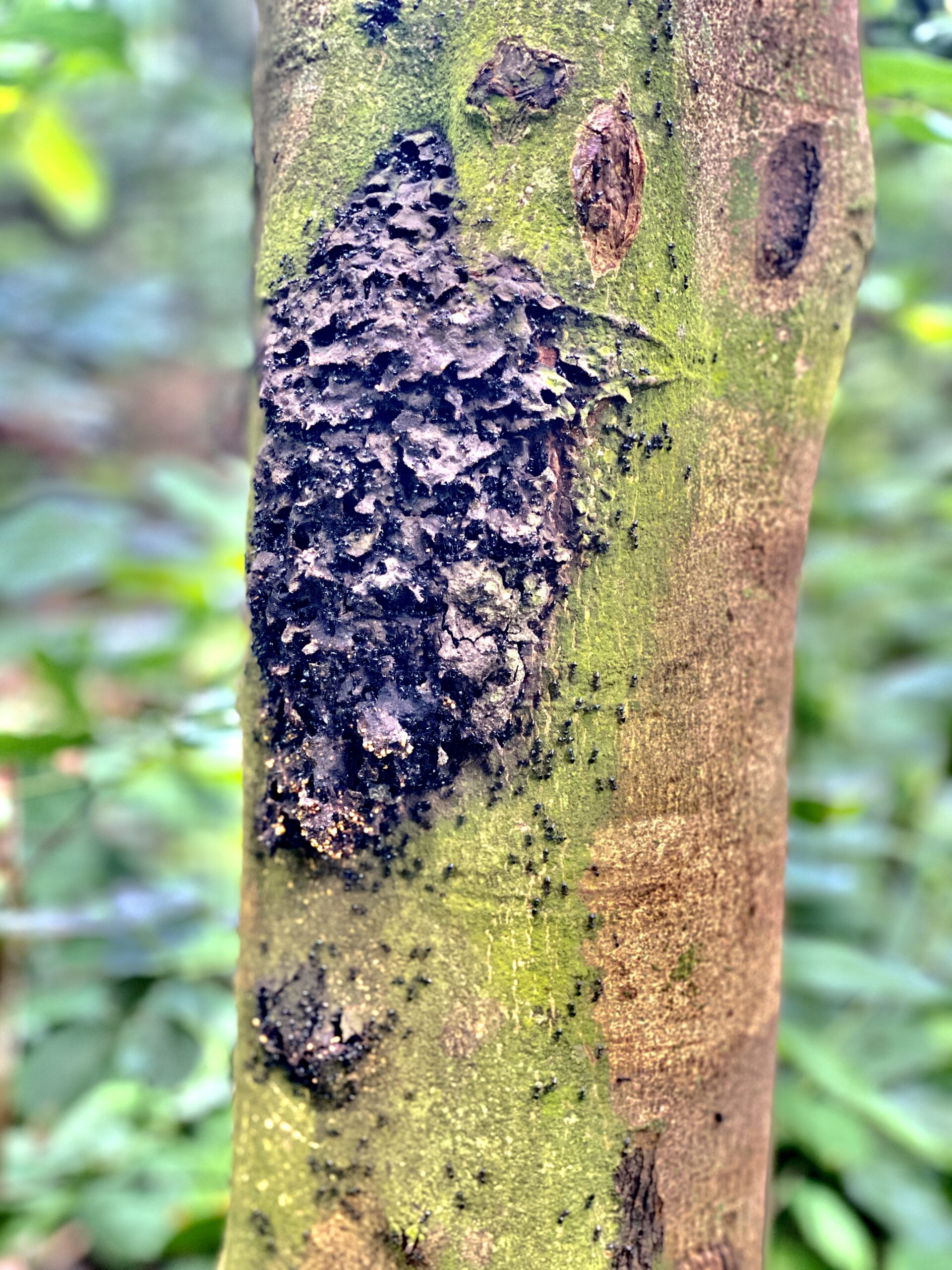 The Ecological Importance of These Mimics (image credits: wikimedia)