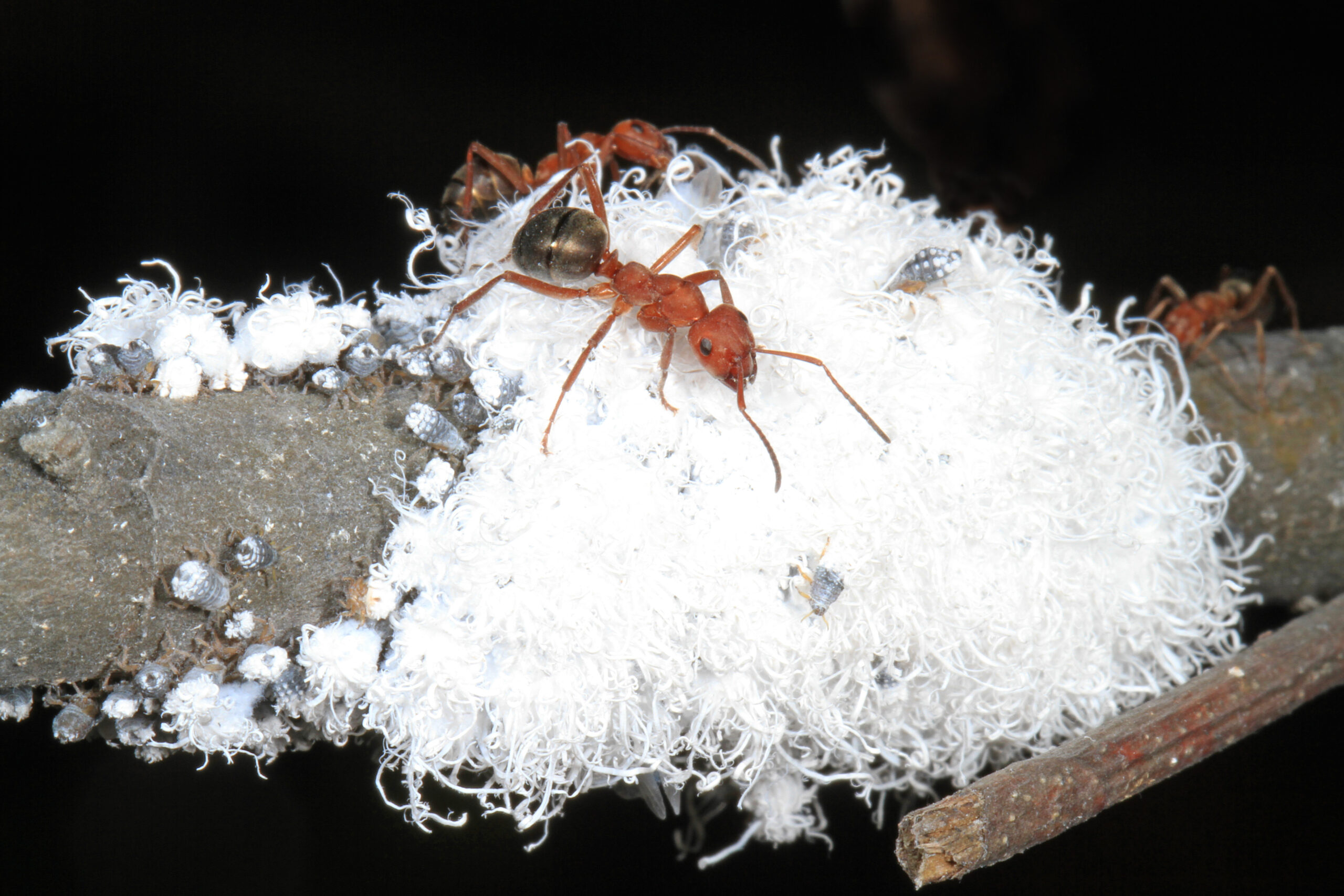When Mimicry Becomes a Problem (image credits: Woolly Alder Aphid - Prociphilus tessellatus and Carpenter Ant - Camponotus species, Occoquan Bay National Wildlife Refuge, Woodbridge, Virginia, CC BY 2.0, https://commons.wikimedia.org/w/index.php?curid=66901889)