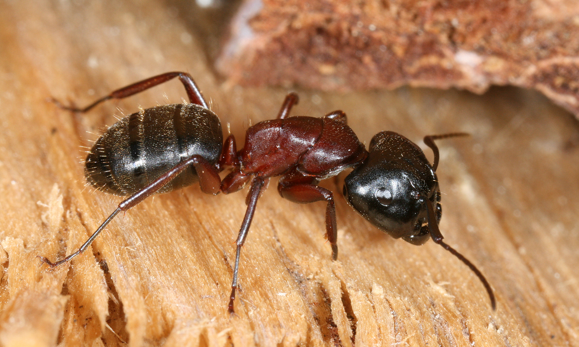 Physical Differences That Reveal the Culprit (image credits: By Richard Bartz, Munich Makro Freak, CC BY-SA 2.5, https://commons.wikimedia.org/w/index.php?curid=2218836)