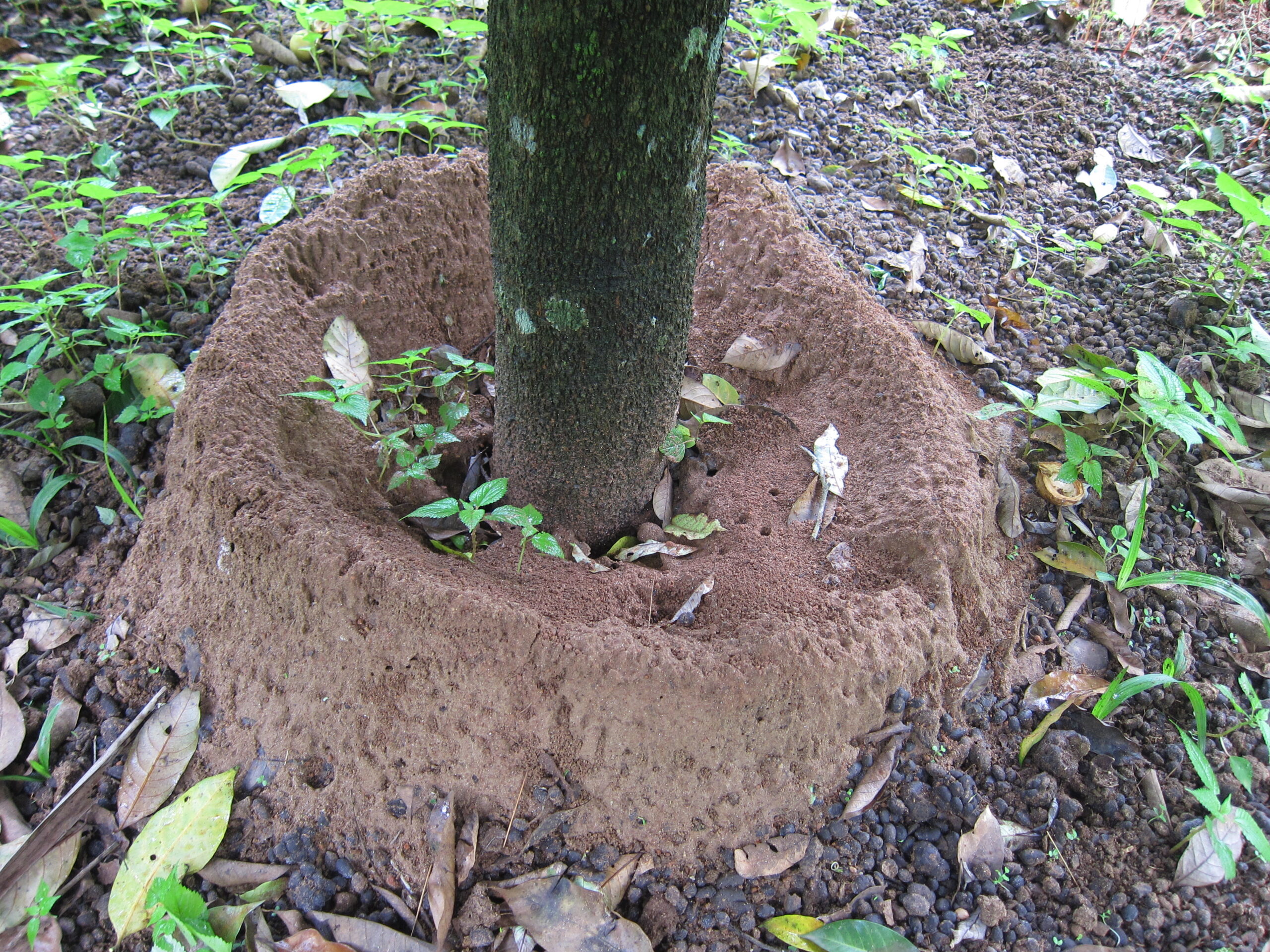 Colony Structure and Social Organization (image credits: wikimedia)