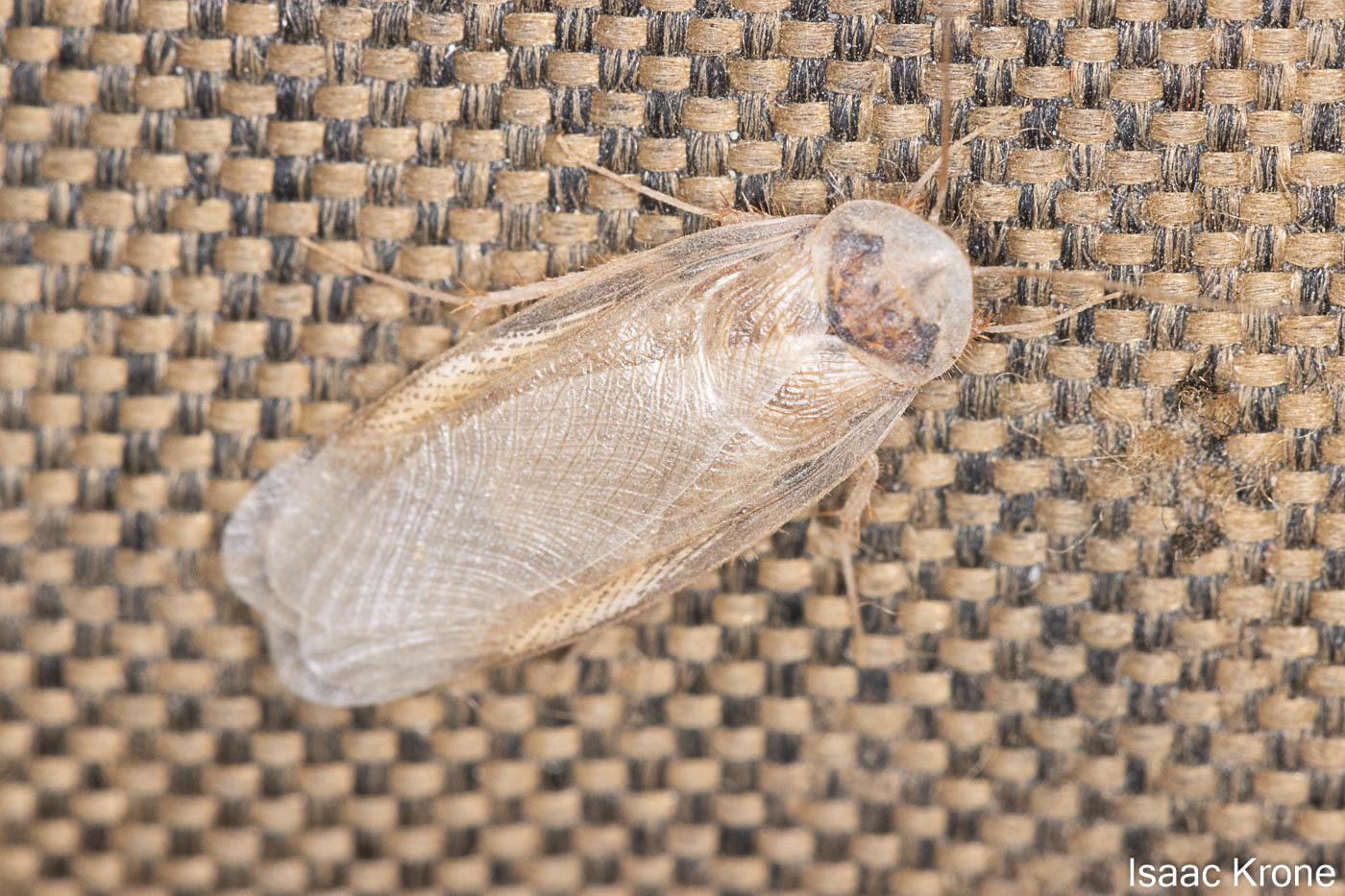 The Desert Burrowing Cockroach: Master of Underground Living (image credits: By Isaac Krone, CC BY 4.0, https://commons.wikimedia.org/w/index.php?curid=104133901)
