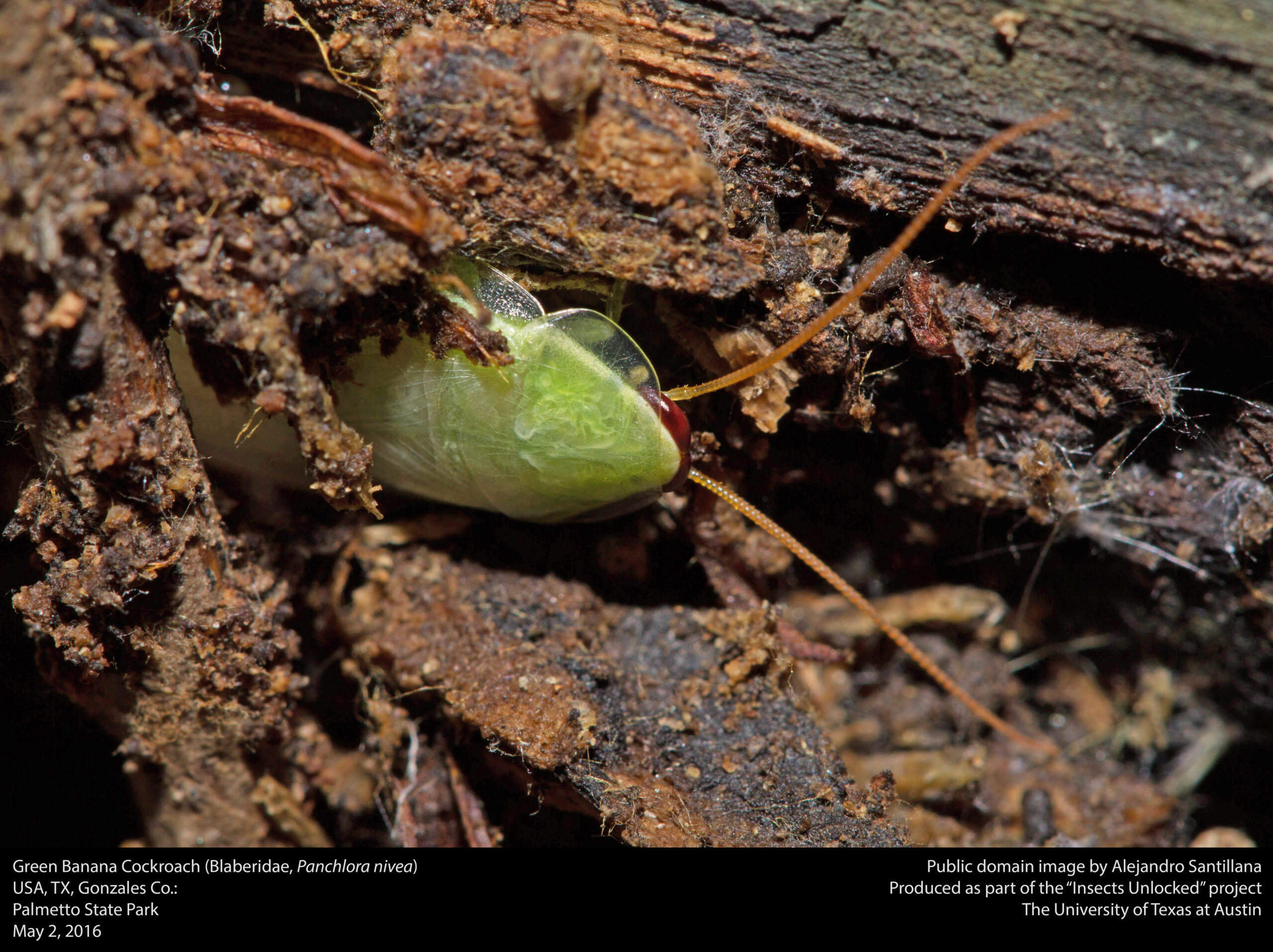 The Panchlora Pine Cockroach: Nature's Desert Cleanup Crew (image credits: wikimedia)