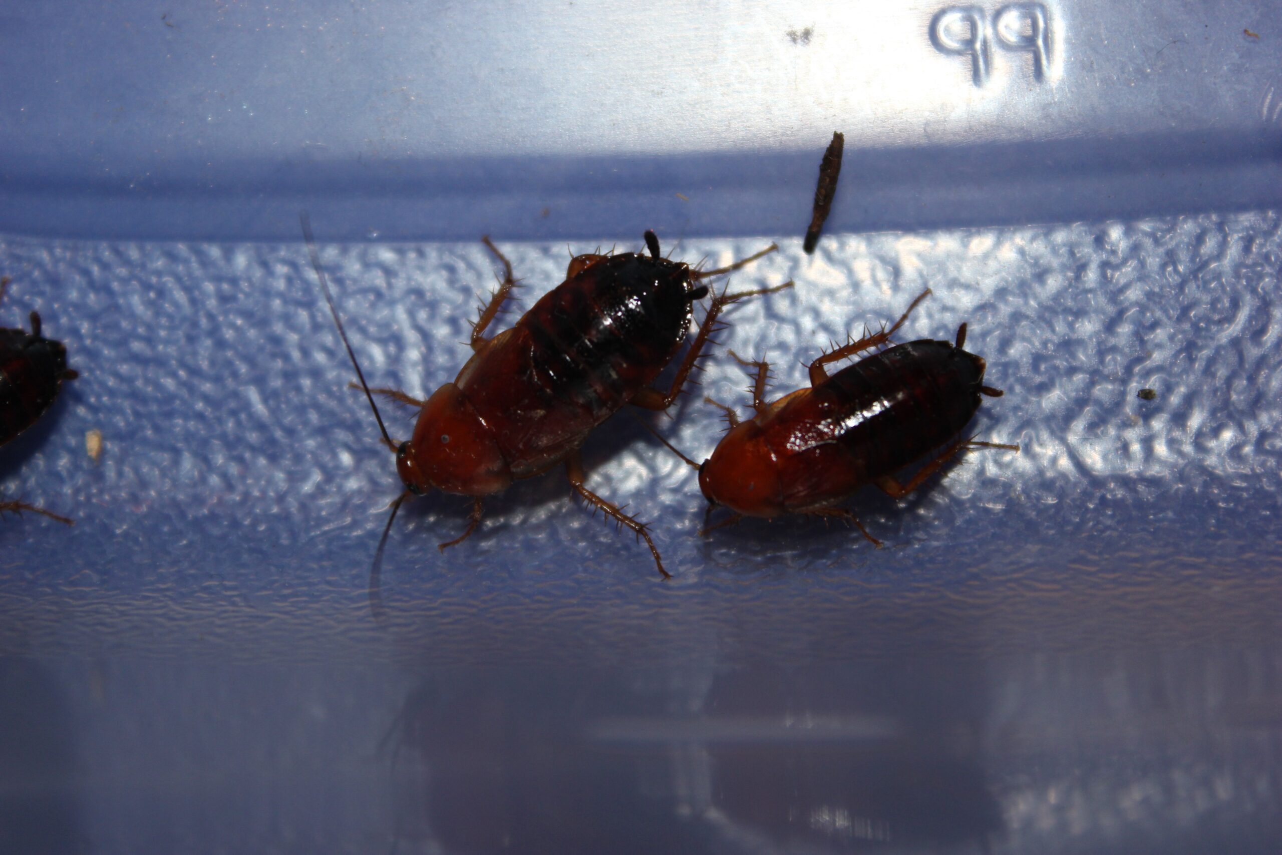The Cryptic Wood Cockroach: Champion of Camouflage (image credits: By Happy1892, CC BY-SA 3.0, https://commons.wikimedia.org/w/index.php?curid=50136670)