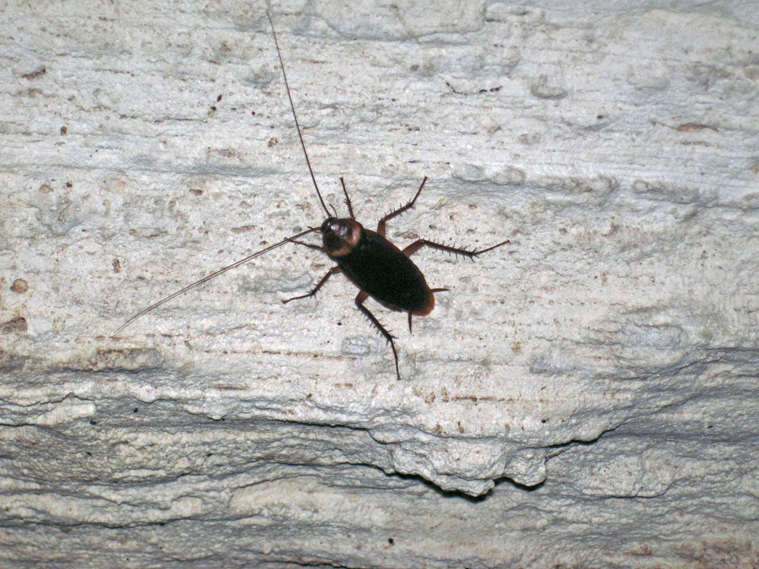 The Limestone Cave Cockroach: Subterranean Specialist (image credits: wikimedia)