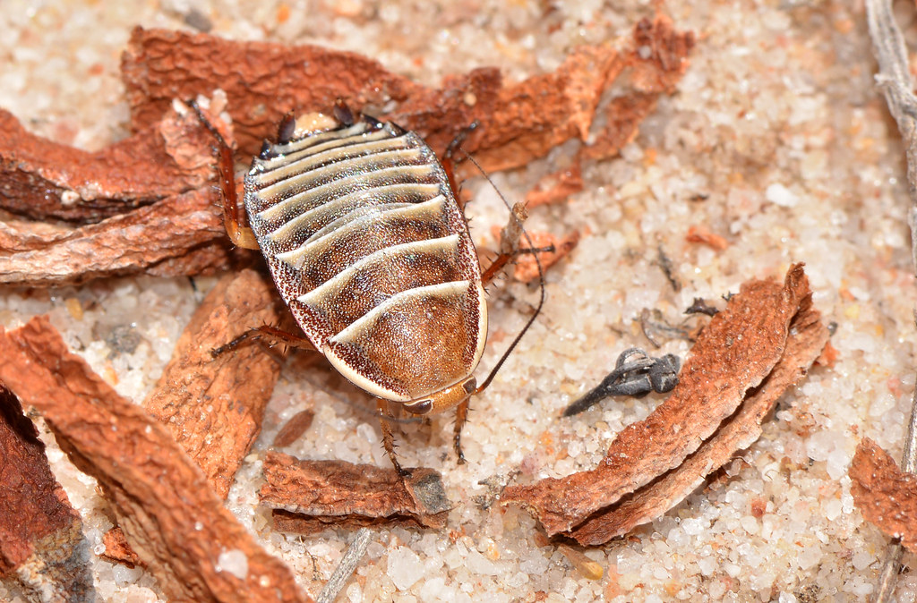 The Yucca Moth Cockroach: Pollinator in Disguise (image credits: flickr)