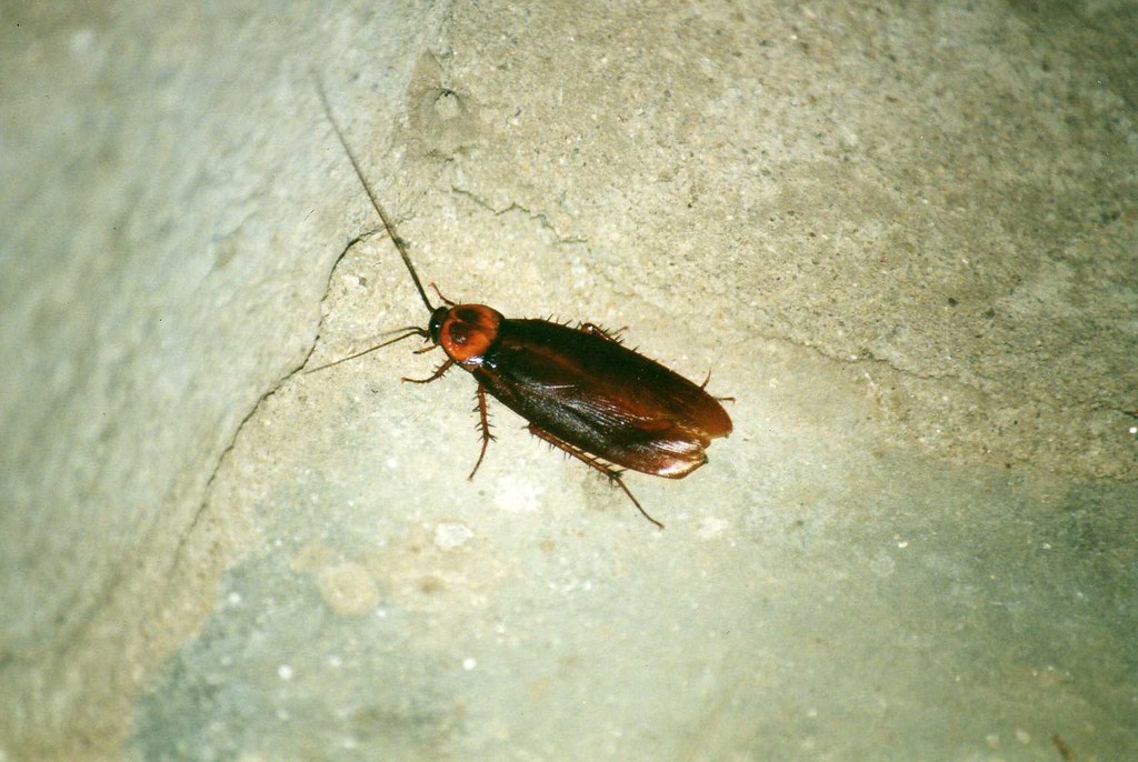 The Packrat Midden Cockroach: Archaeological Living (image credits: flickr)