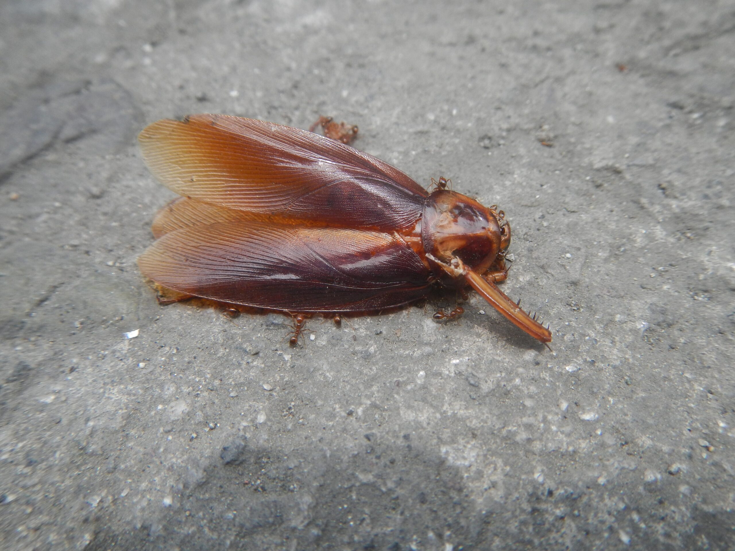 The Monsoon Cockroach: Master of Seasonal Timing (image credits: wikimedia)