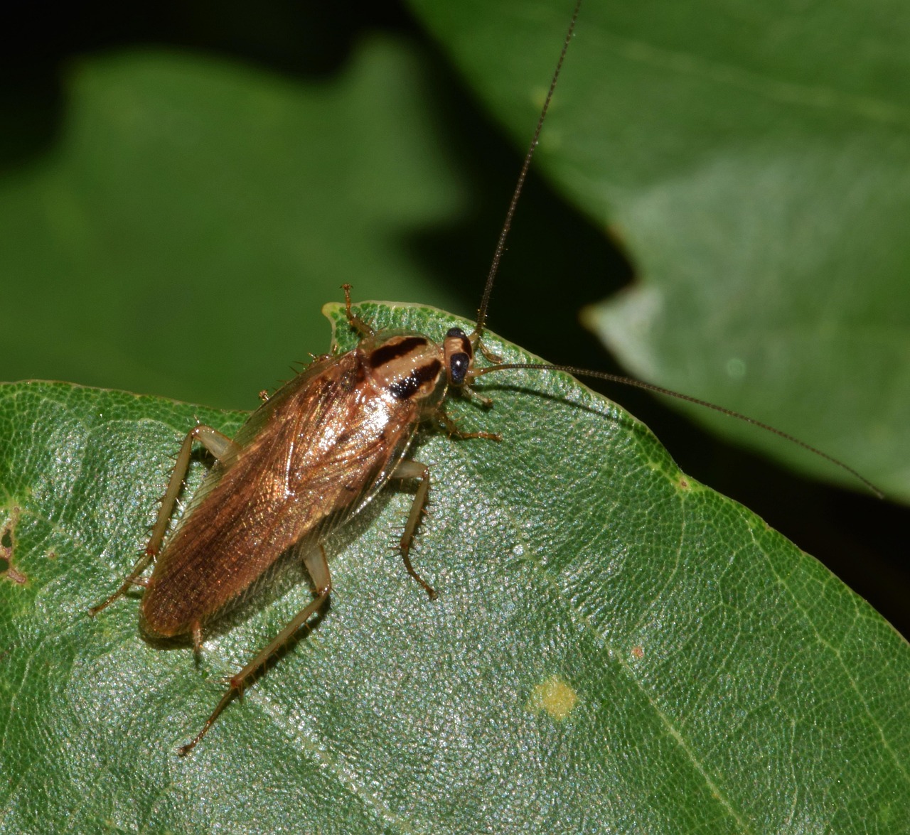 The Cryptobiotic Crust Cockroach: Soil Ecosystem Guardian (image credits: pixabay)