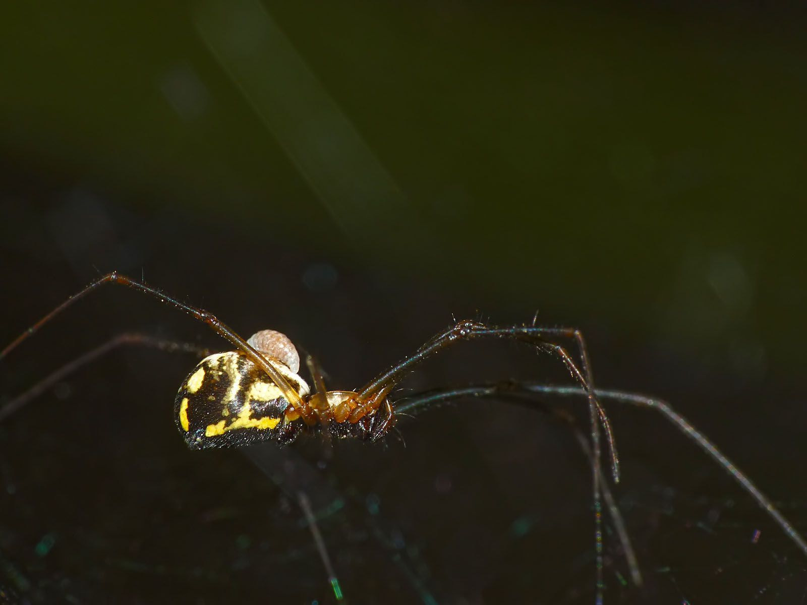 The Wasp That Turns Spiders Into Willing Architects of Their Own Demise (image credits: wikimedia)