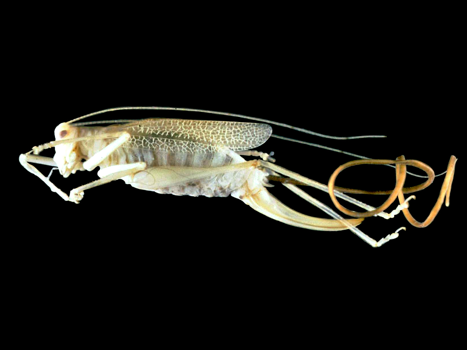 The Parasitic Worm That Drives Crickets to Suicide (image credits: CC BY-SA 3.0, https://commons.wikimedia.org/w/index.php?curid=497766)