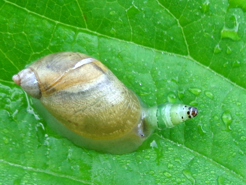 The Fluke That Transforms Snails Into Disco Dancers (image credits: By AfroBrazilian, CC BY-SA 3.0, https://commons.wikimedia.org/w/index.php?curid=26516152)