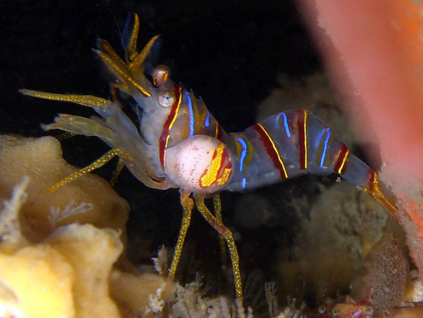 The Evolutionary Arms Race Between Parasites and Their Hosts (image credits: wikimedia)