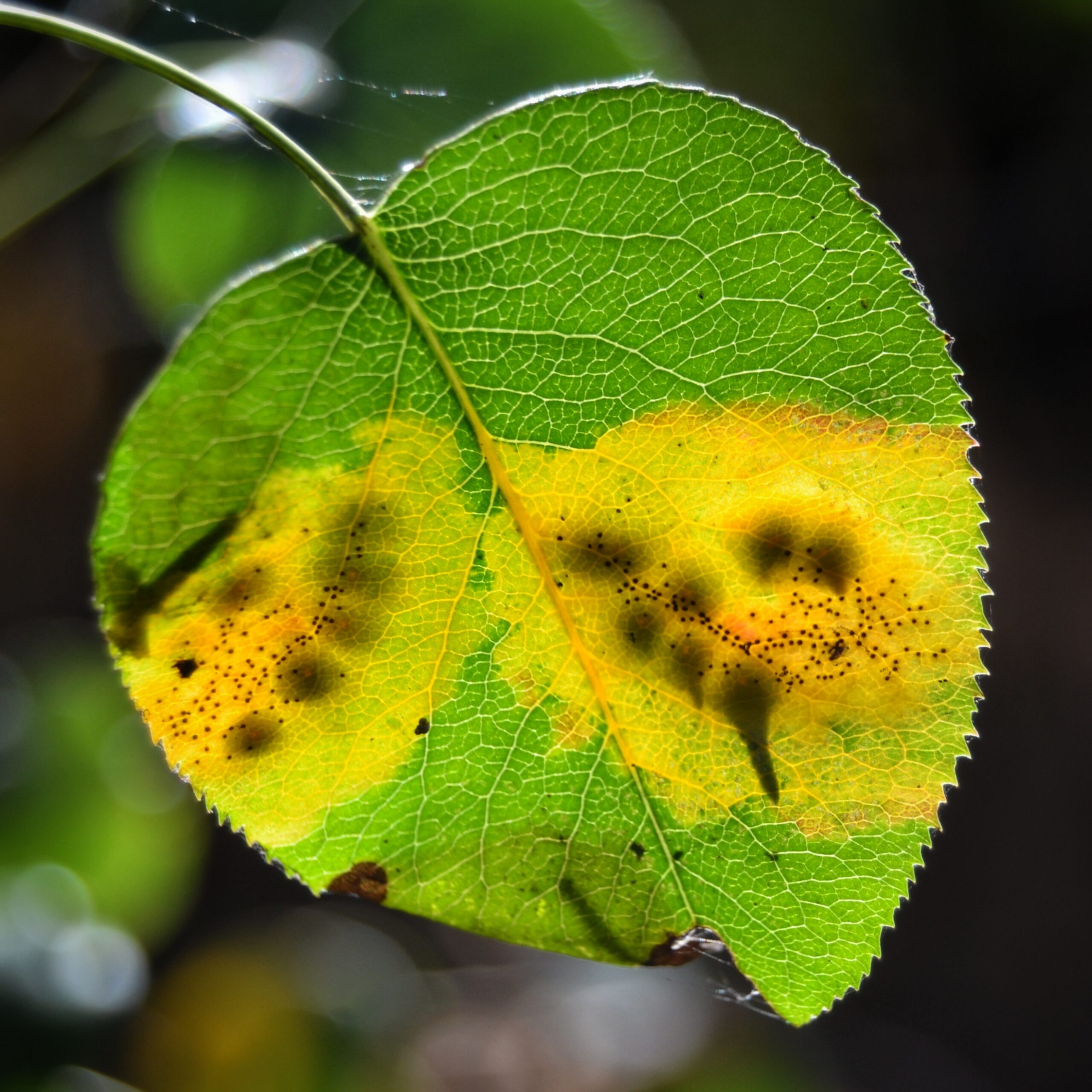 The Timing Masters: When Parasites Strike (image credits: wikimedia)