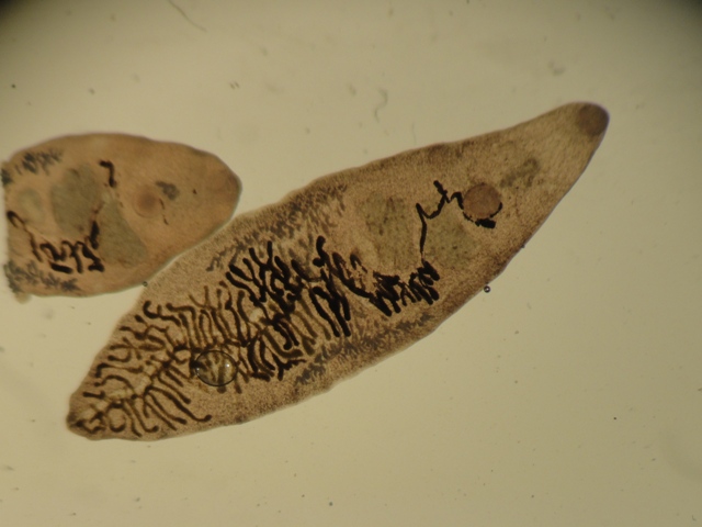 Medical Implications: What Zombie Parasites Teach Us About Human Health (image credits: wikimedia)