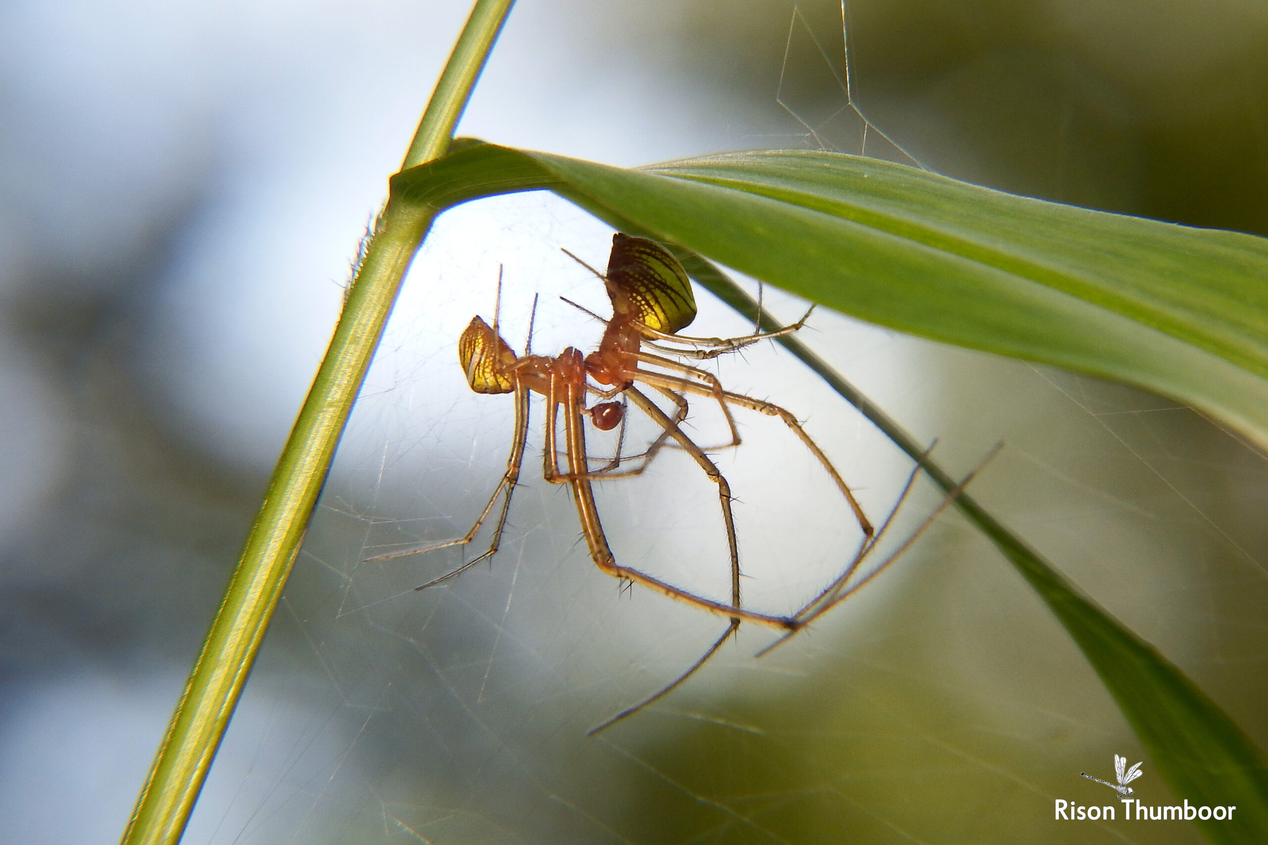The Physics-Defying Launch System (image credits: Therididae mating, CC BY 2.0, https://commons.wikimedia.org/w/index.php?curid=74205517)