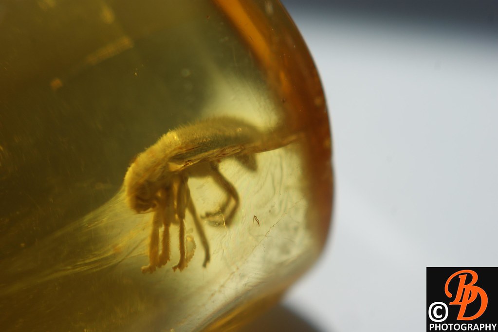 Amber: Nature's Perfect Time Capsule (image credits: flickr)