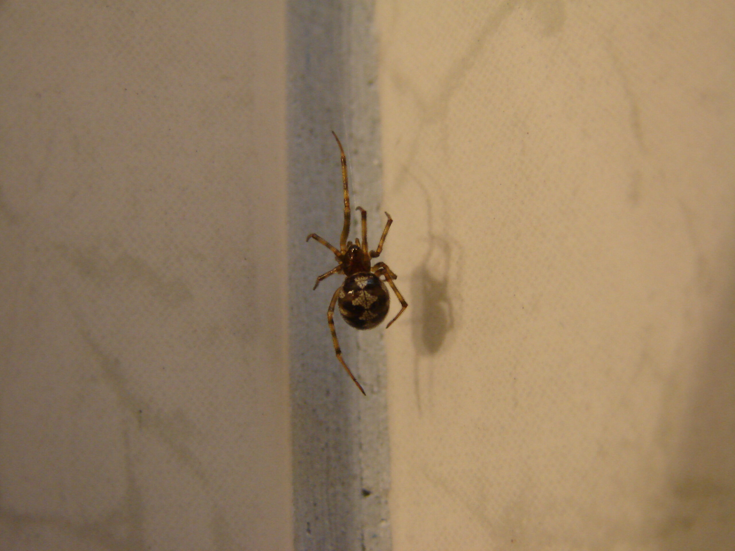 Evolutionary Advantages of Bathroom Living (image credits: wikimedia)