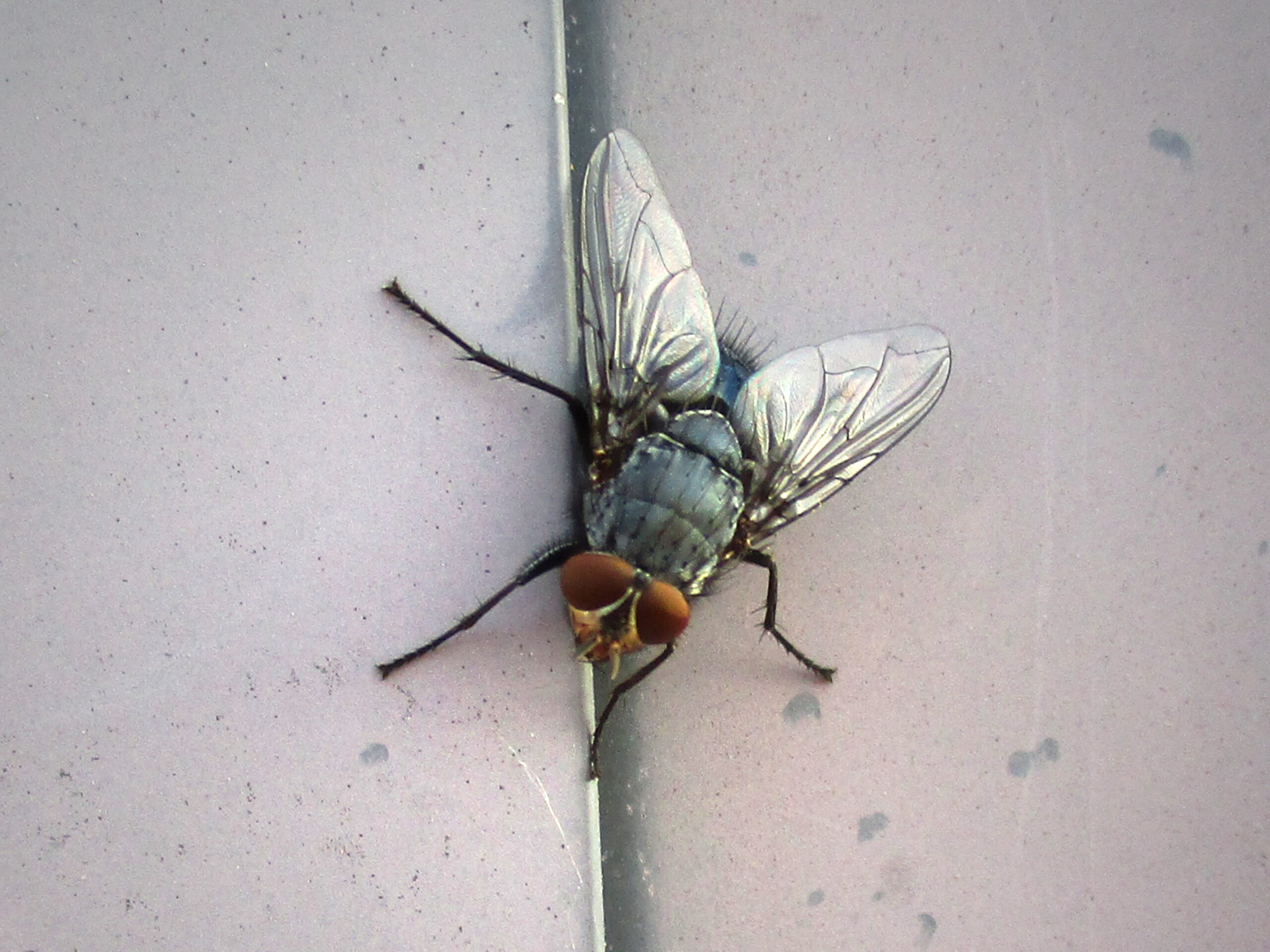 Cluster Flies: The Unwelcome House Guests (image credits: By Dat doris, CC BY-SA 4.0, https://commons.wikimedia.org/w/index.php?curid=133701612)