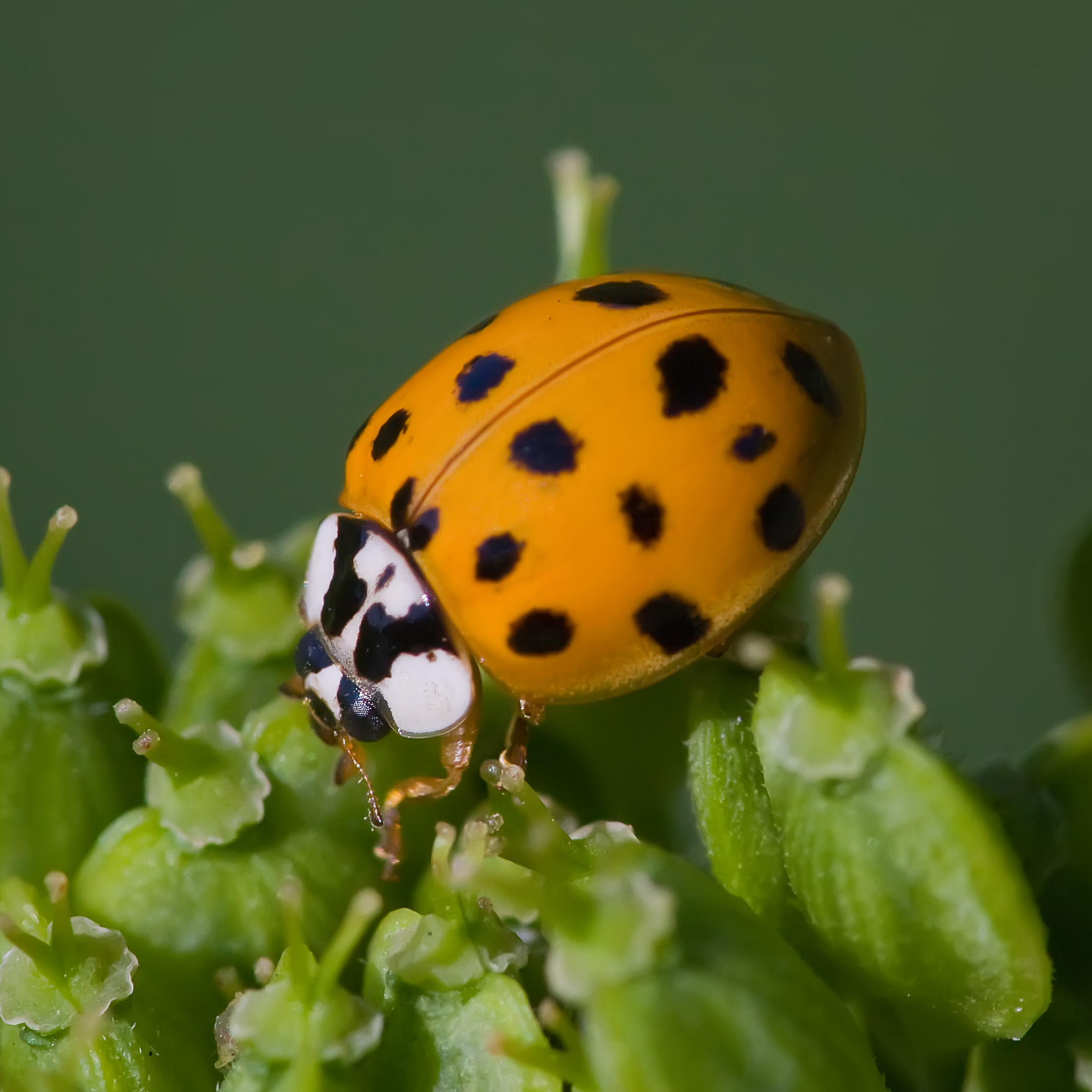 Asian Lady Beetles: The Imposters Among Us (image credits: wikimedia)