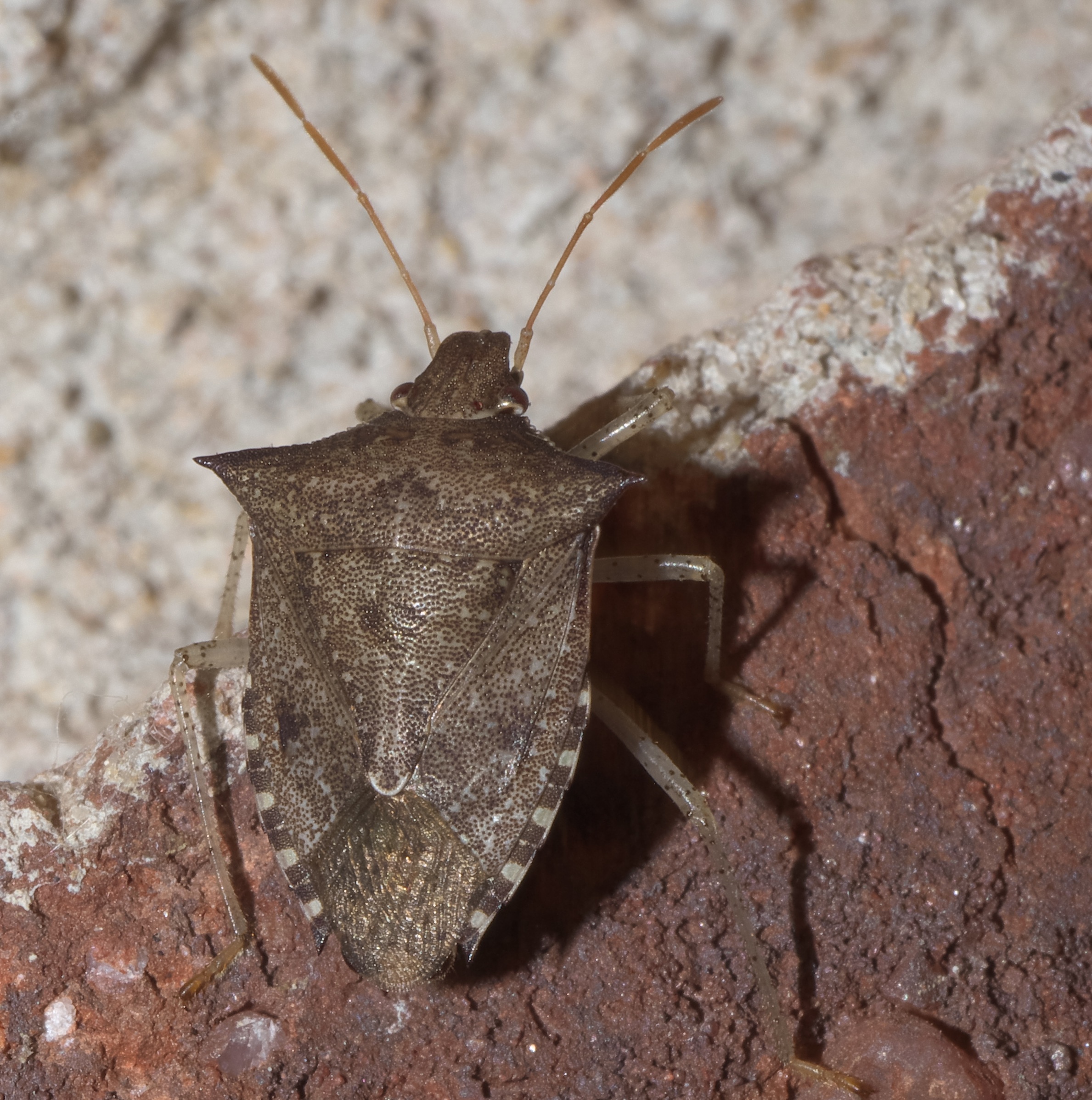 Brown Marmorated Stink Bugs: The Smelly Stowaways (image credits: wikimedia)