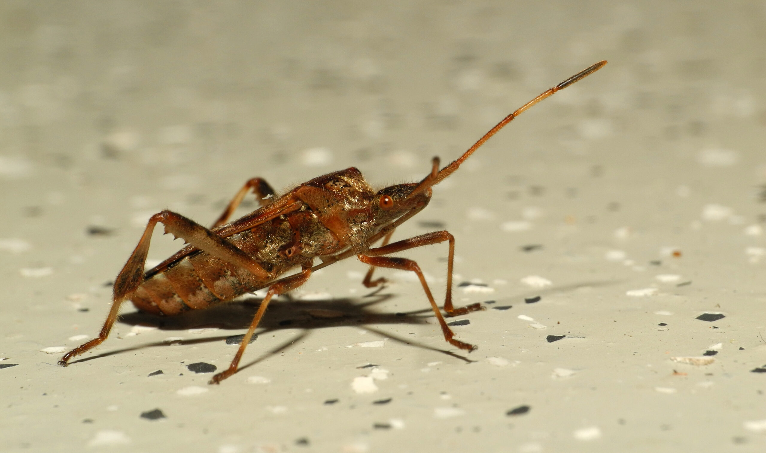 Western Conifer Seed Bugs: The Pine Cone Specialists (image credits: wikimedia)