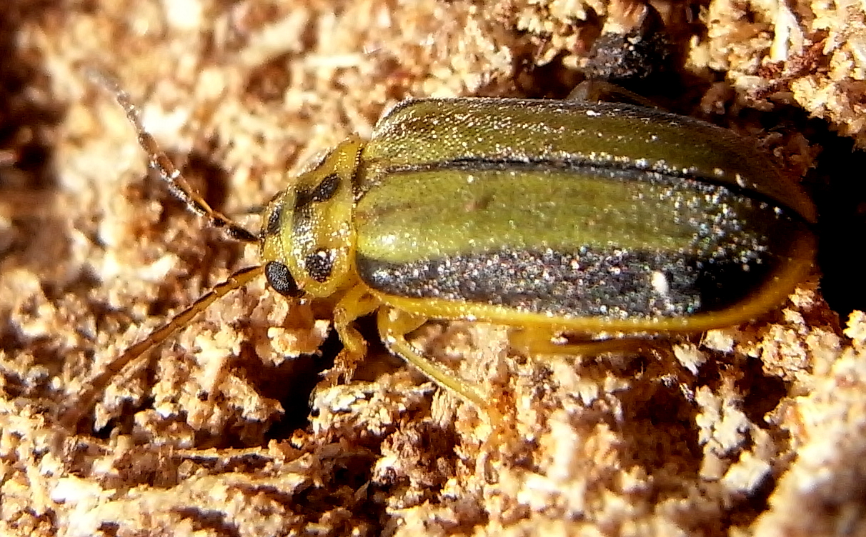 Elm Leaf Beetles: The Deciduous Tree Refugees (image credits: wikimedia)