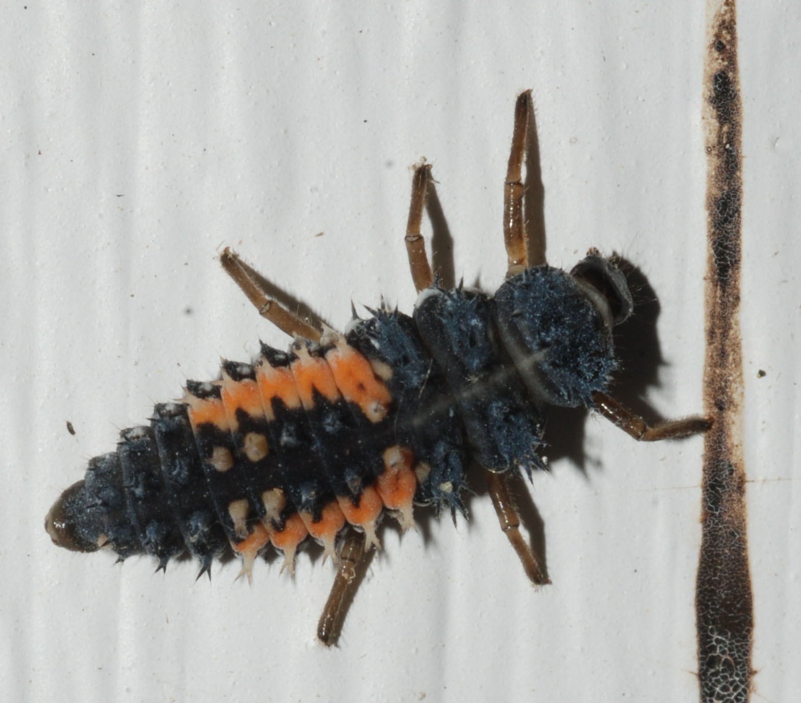 Multicolored Asian Lady Beetles: The Aggressive Hibernators (image credits: Harmonia_axyridis_SERC_06-01-15, CC BY 2.0, https://commons.wikimedia.org/w/index.php?curid=76841146)