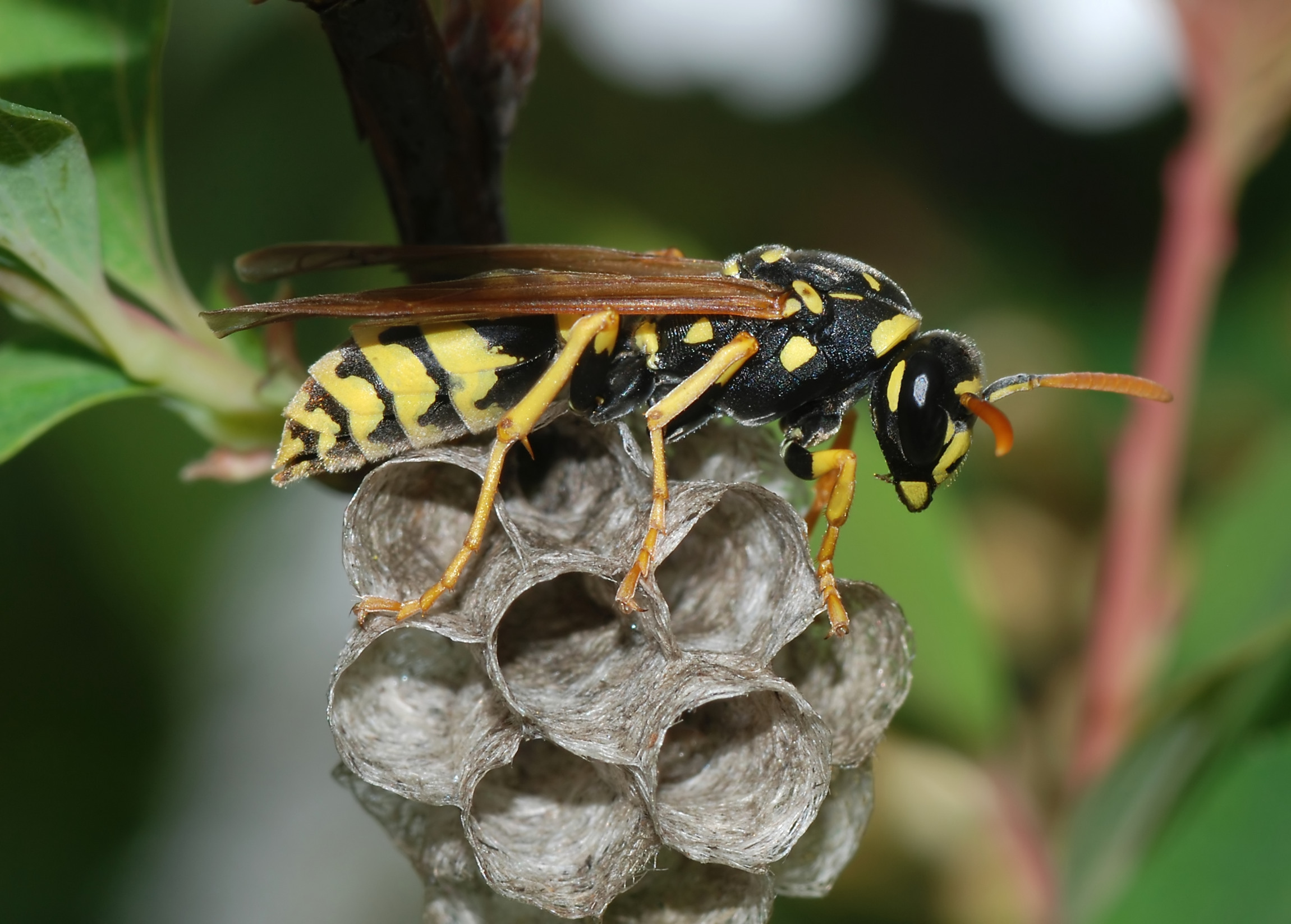 Paper Wasps: The Unexpected Winter Survivors (image credits: wikimedia)
