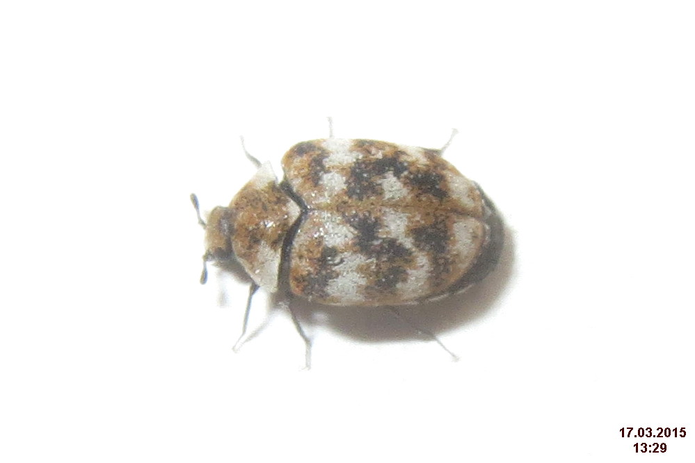 Carpet Beetles: The Year-Round Household Pests (image credits: wikimedia)