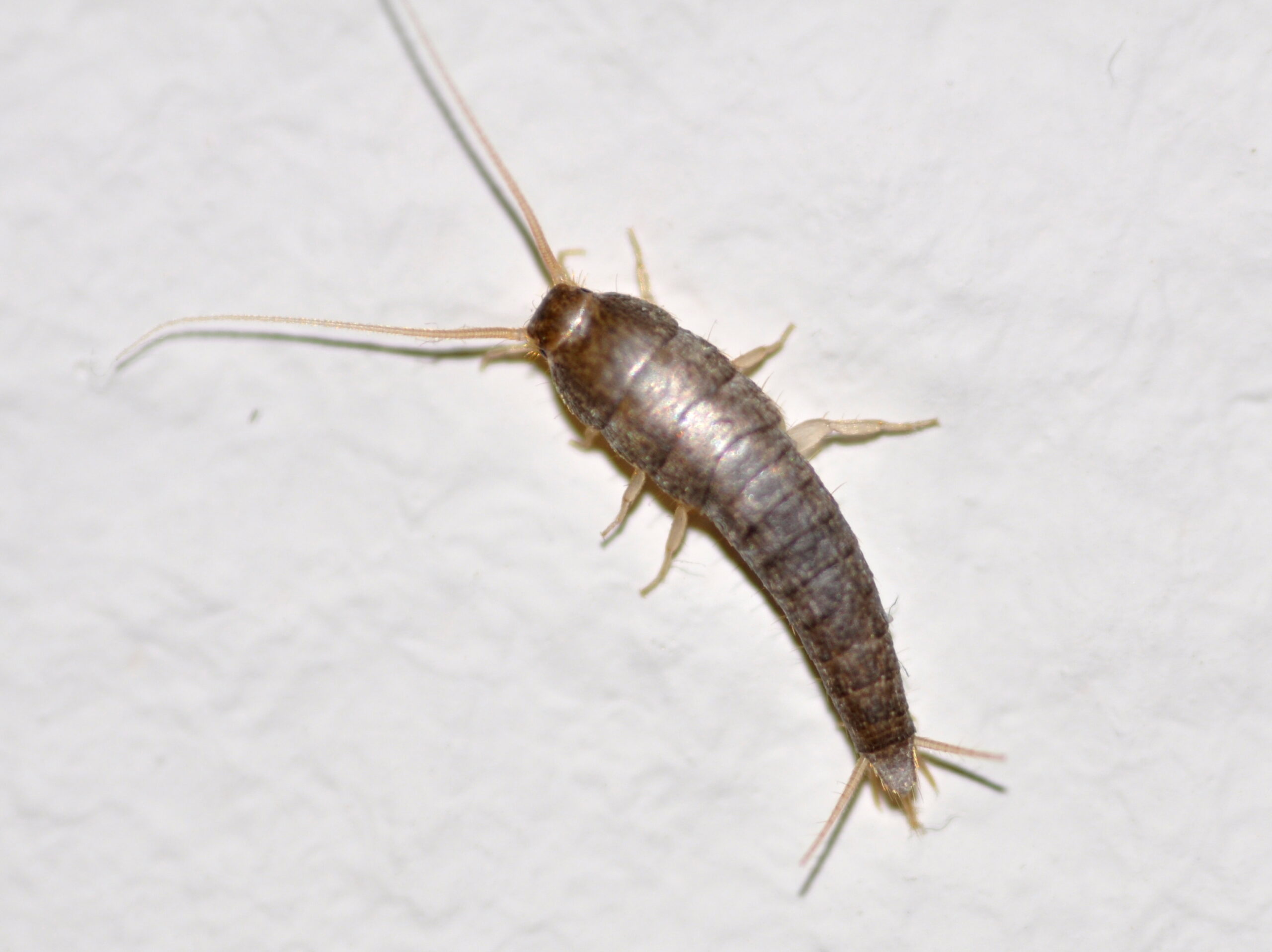 Silverfish: The Ancient Indoor Survivors (image credits: wikimedia)