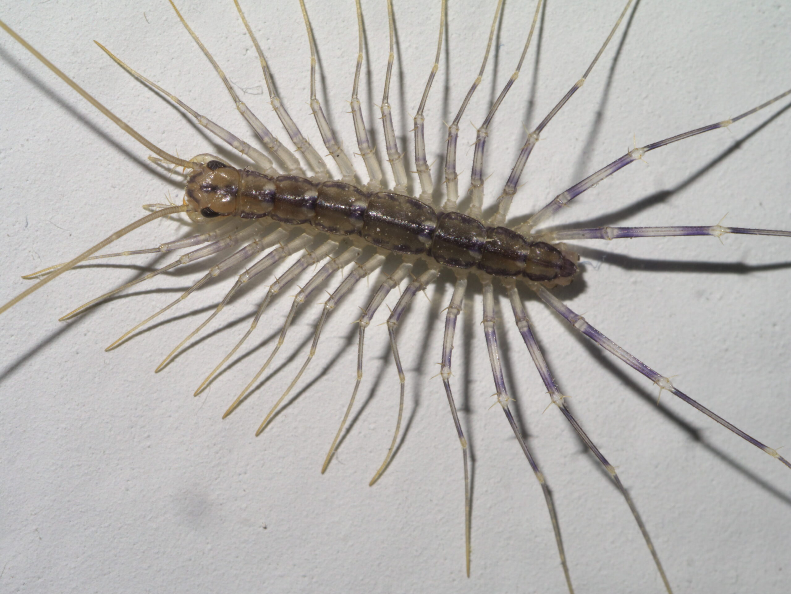 House Centipedes: The Beneficial Predators (image credits: wikimedia)