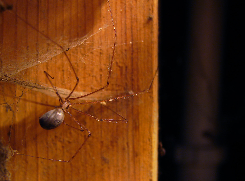 Preventing and Managing Indoor Hibernators (image credits: flickr)