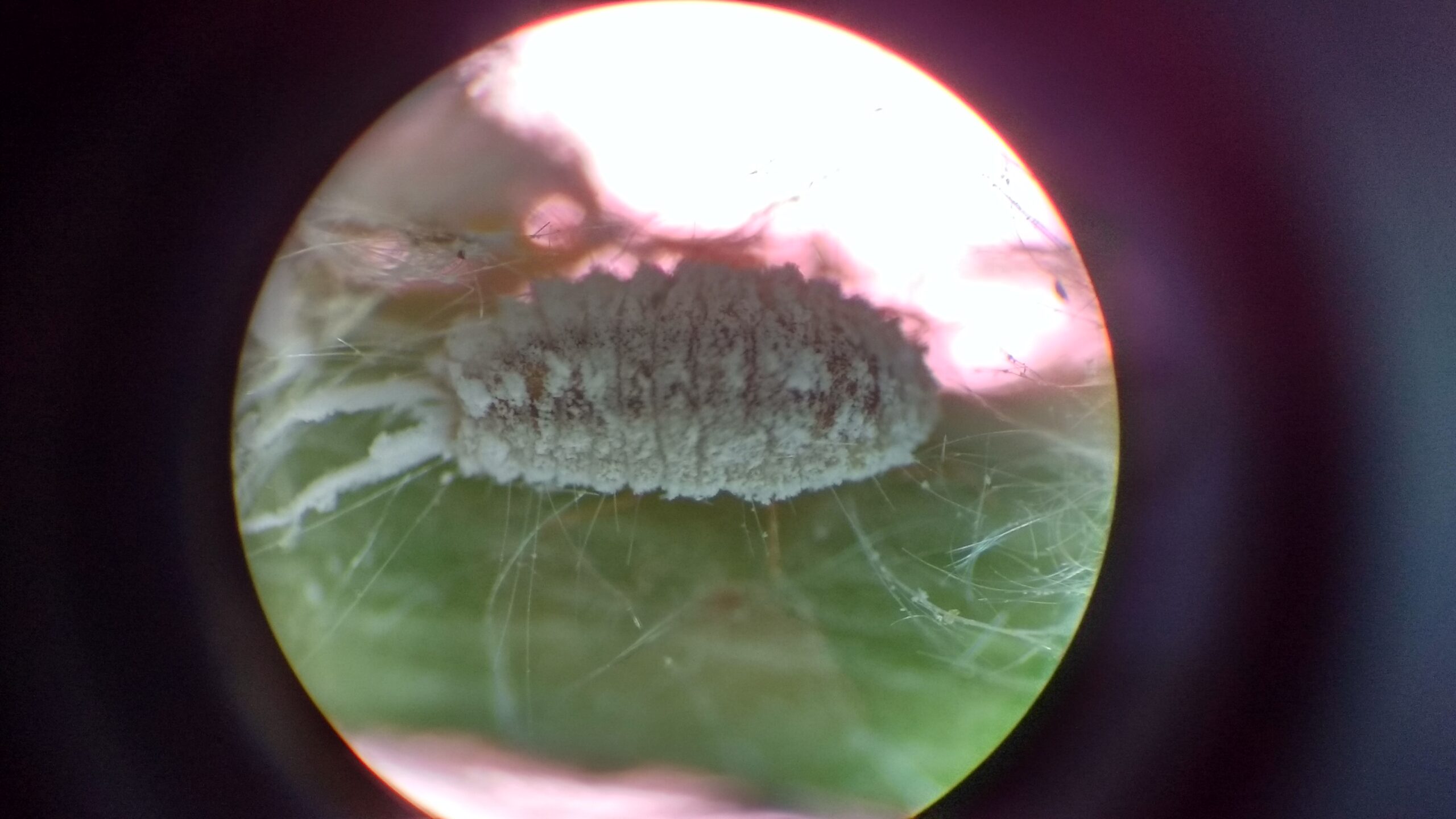 Dust Mites: The Most Common Bed Dwellers (image credits: wikimedia)