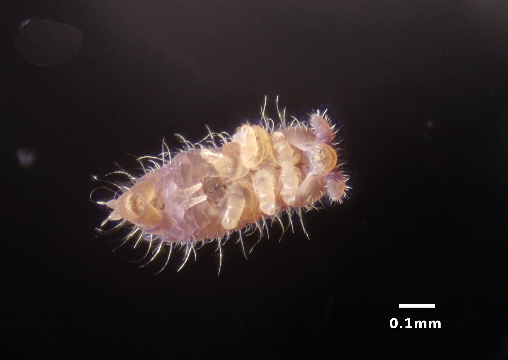 Springtails: The Tiny Jumpers (image credits: wikimedia)
