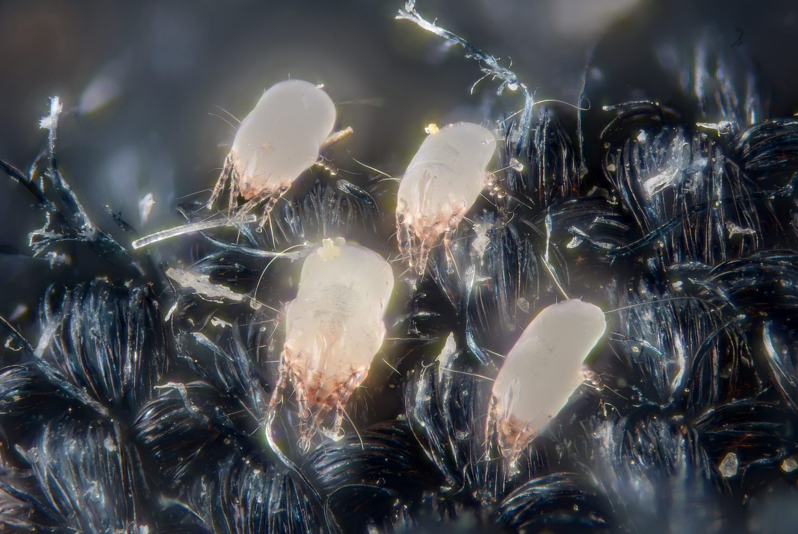 Reproduction Rates: How Fast They Multiply (image credits: House dust mites

Uploaded by Jacopo Werther, CC BY-SA 2.0, https://commons.wikimedia.org/w/index.php?curid=24610944)