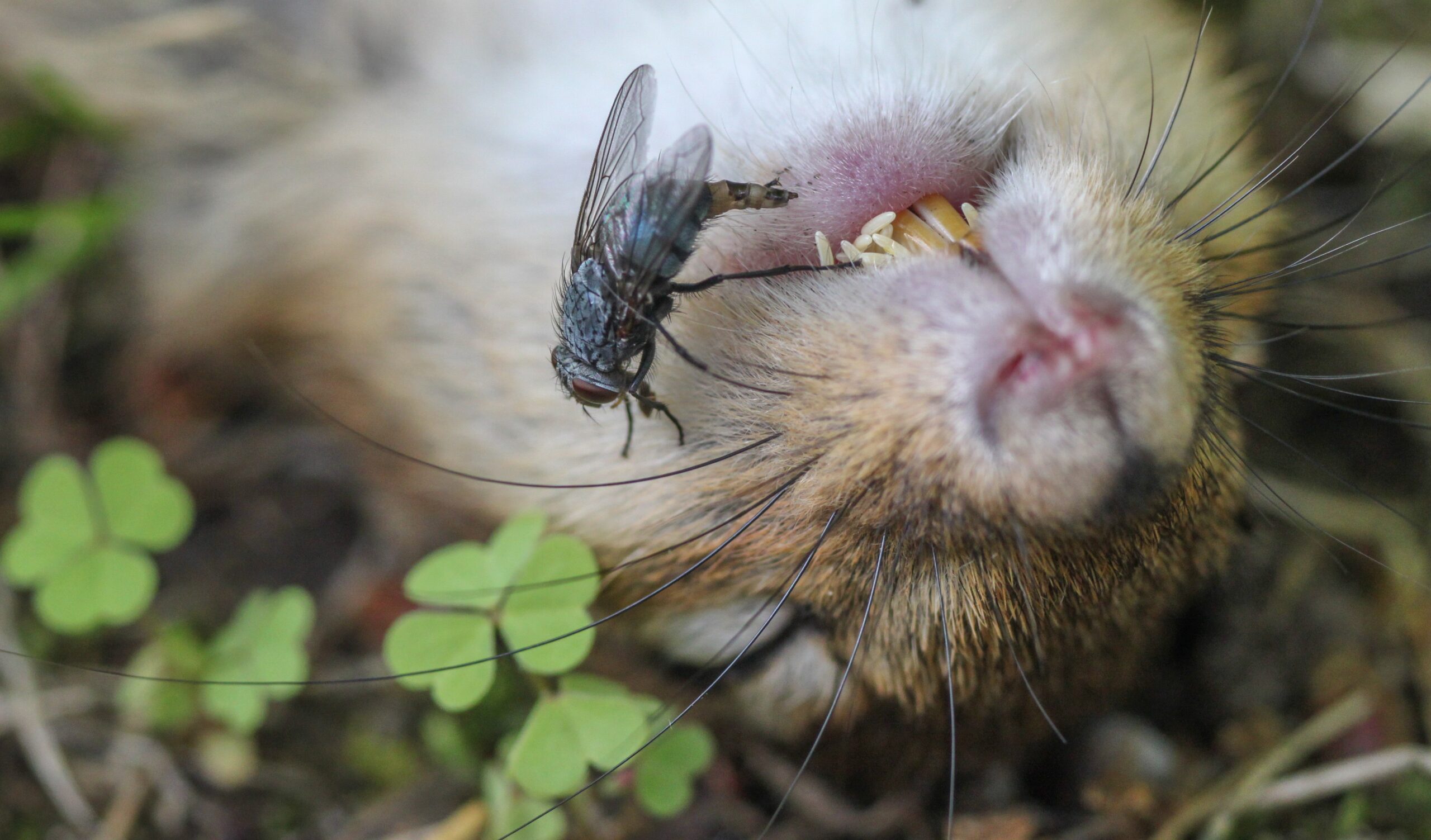The Shocking Speed of Fly Reproduction (image credits: By Lindemom1, CC BY-SA 4.0, https://commons.wikimedia.org/w/index.php?curid=113154949)