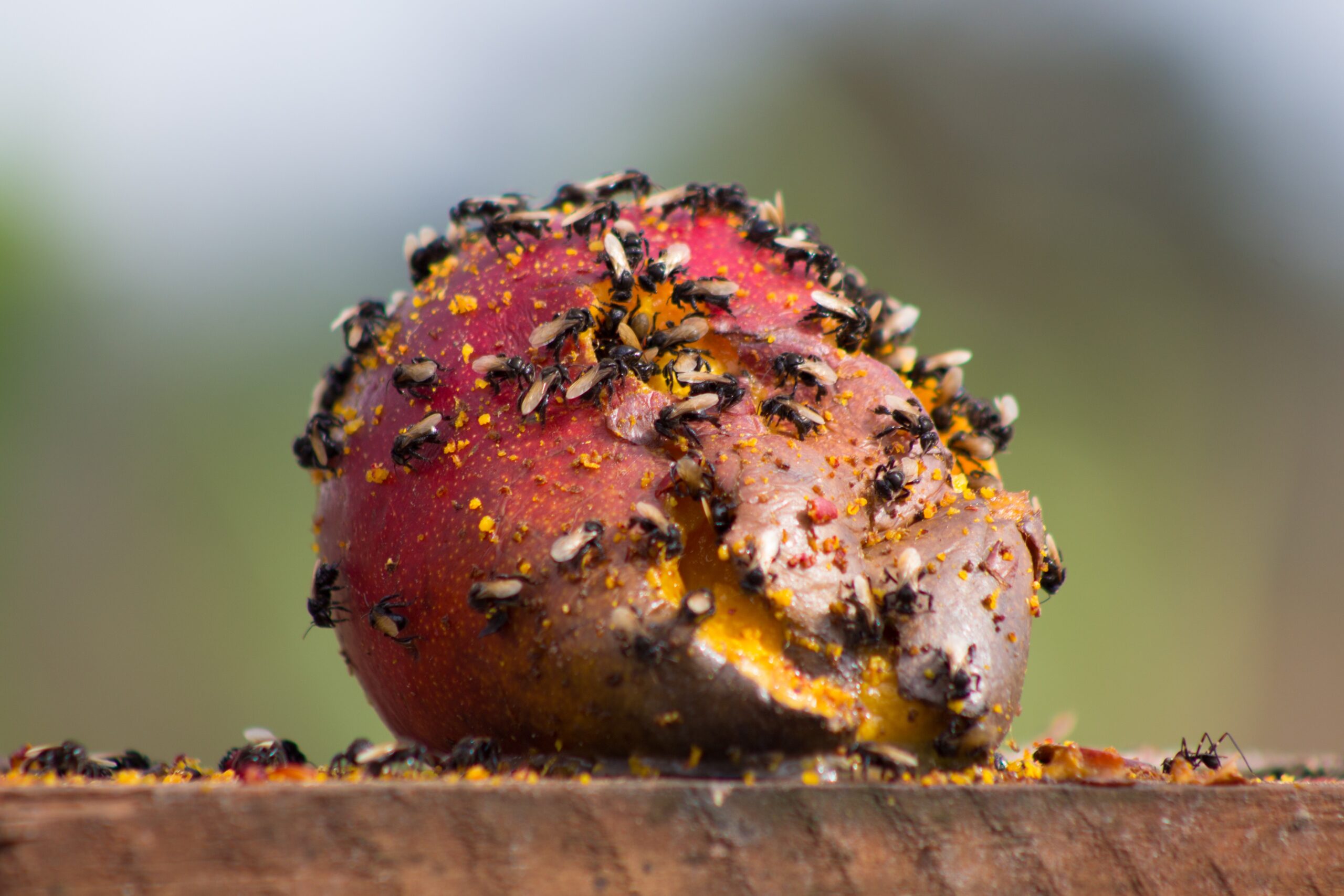 The Food Source Explosion That Fuels the Invasion (image credits: By Romerito Pontes from São Carlos, CC BY 2.0, https://commons.wikimedia.org/w/index.php?curid=45726191)