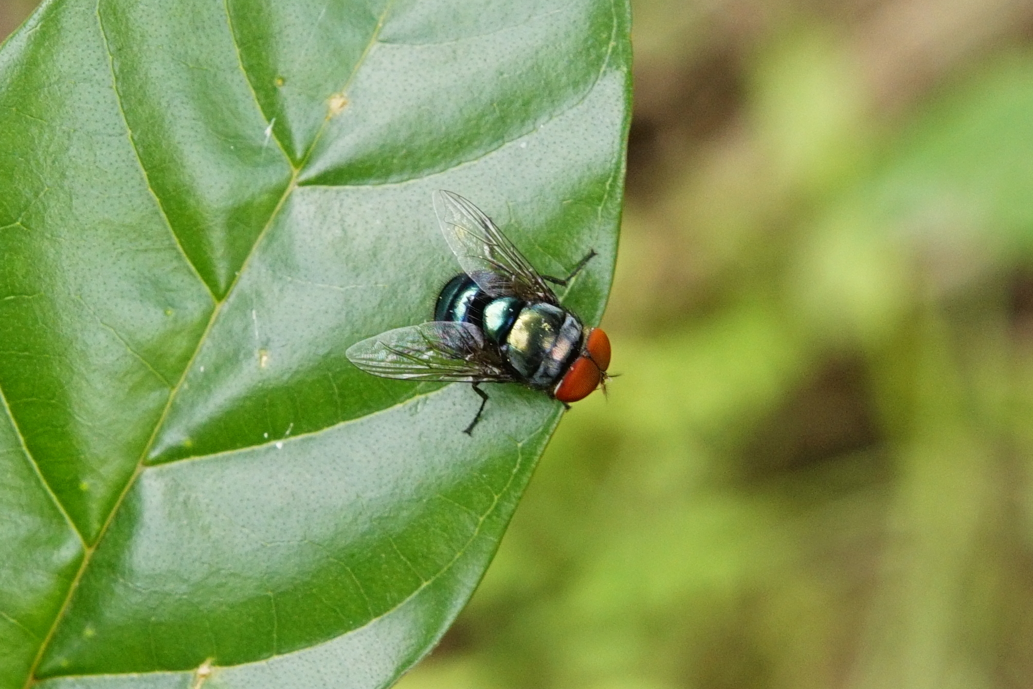 The Different Species Behind the Invasion (image credits: By Vengolis, CC BY-SA 4.0, https://commons.wikimedia.org/w/index.php?curid=61409642)
